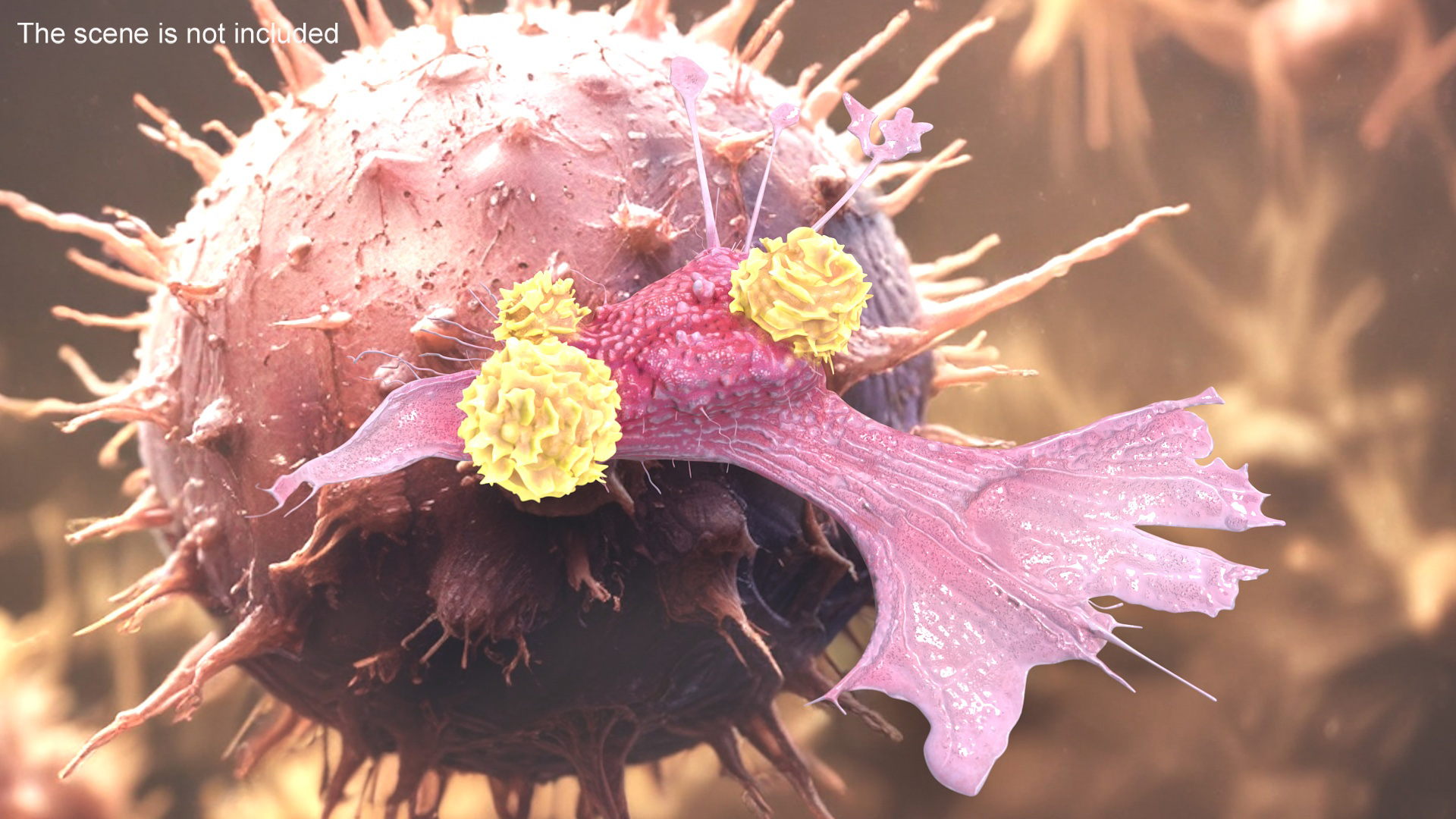 3D model Cancer Cell with 3 Lymphocytes