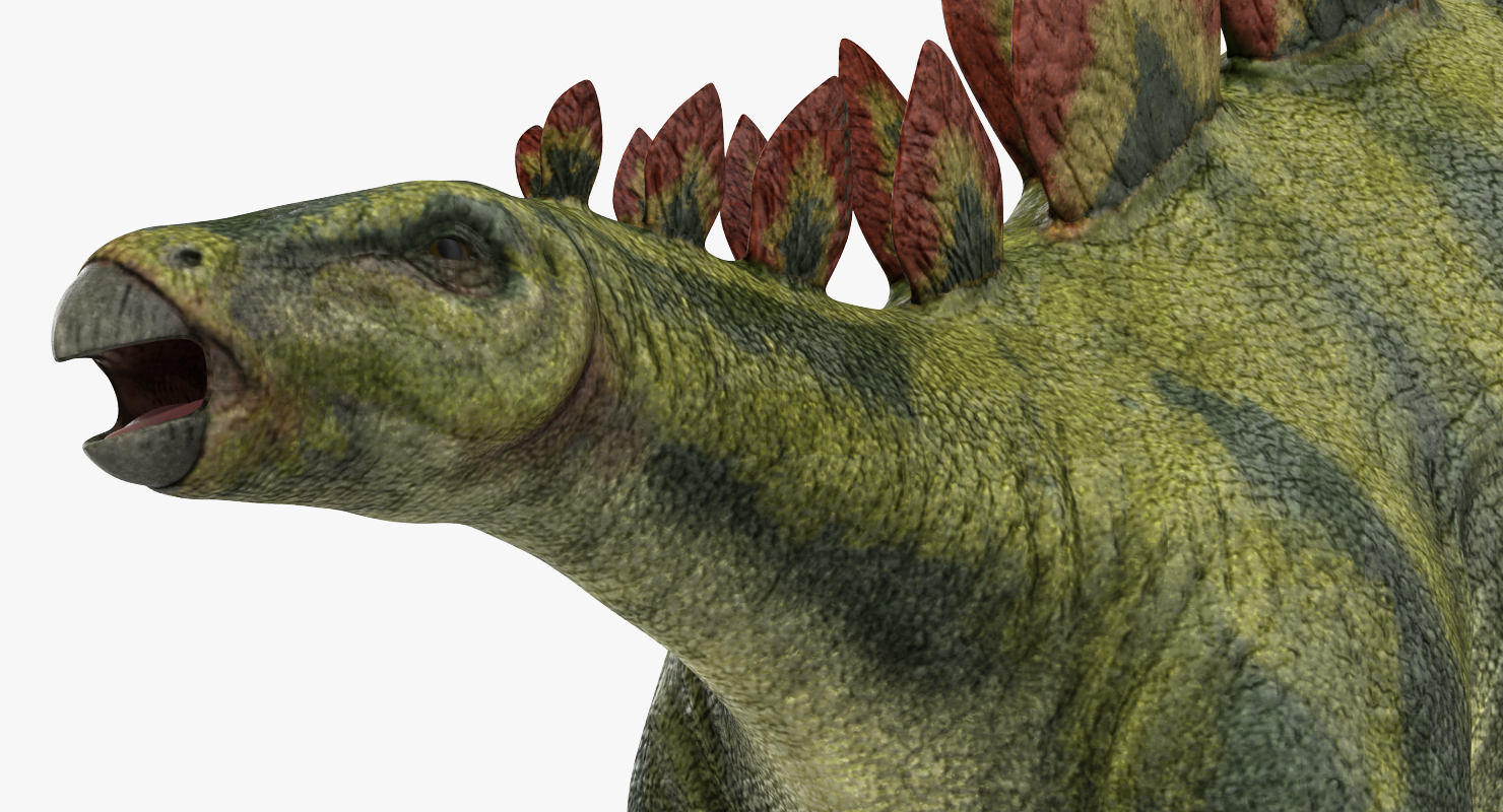3D Stegosaurus Rigged model
