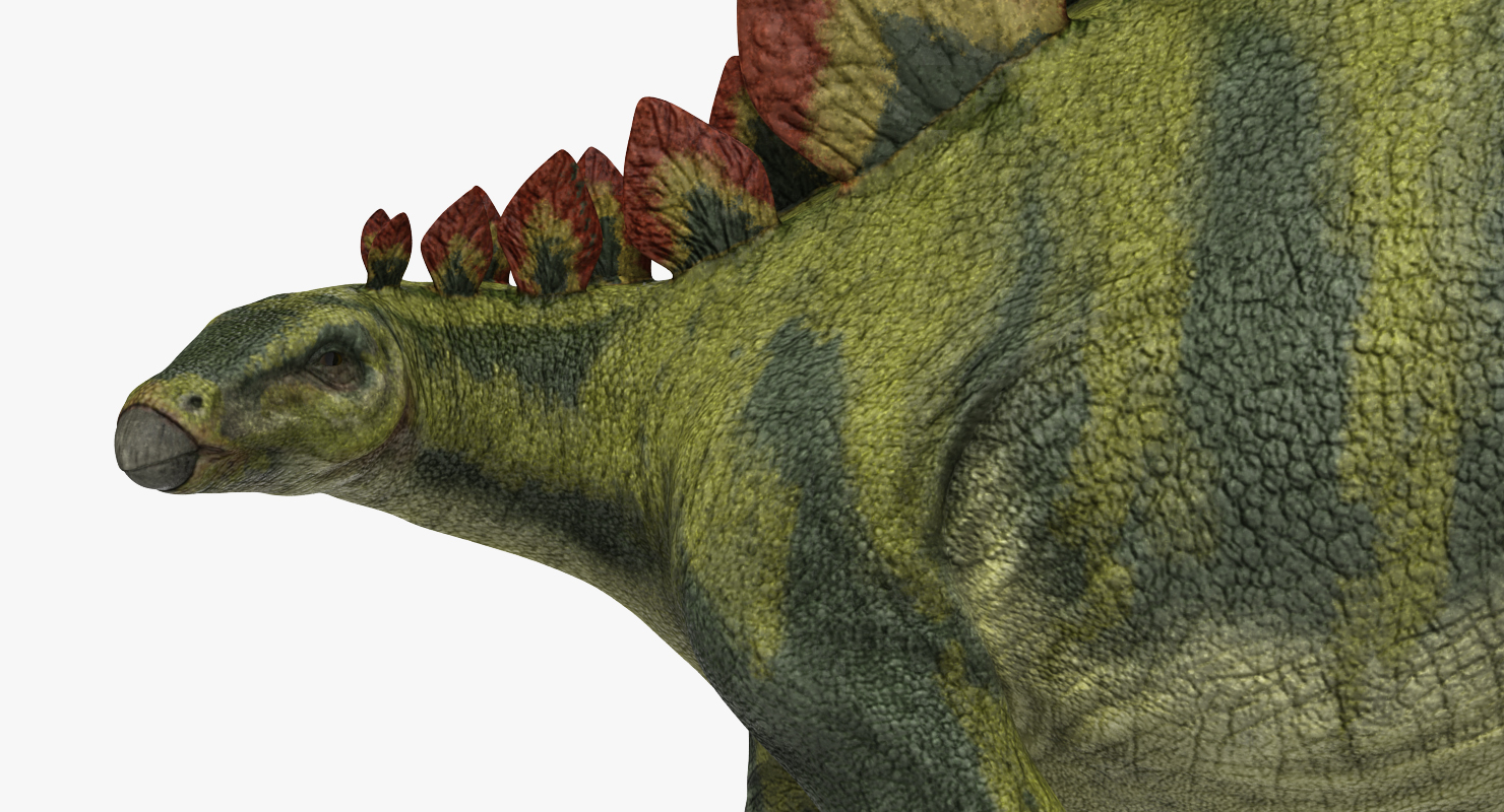 3D Stegosaurus Rigged model