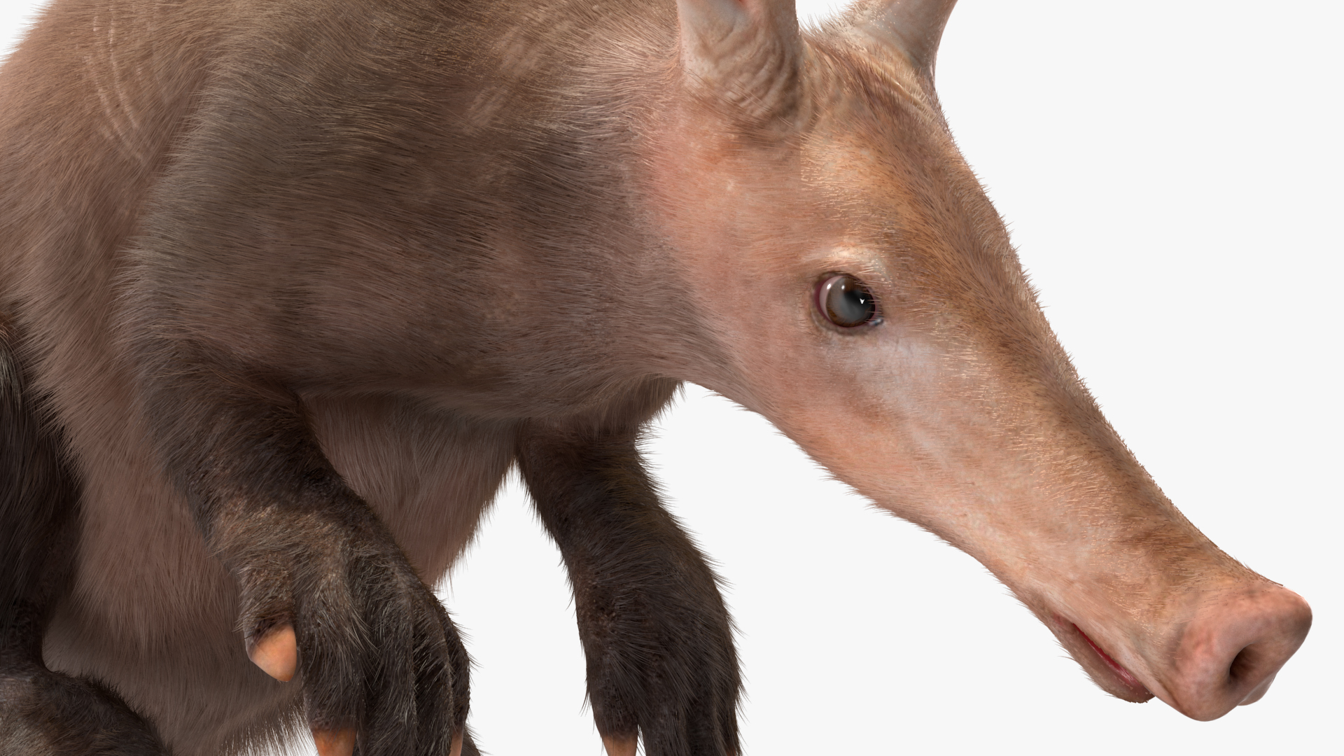 3D model African Mammal Aardvark Sitting Pose Fur