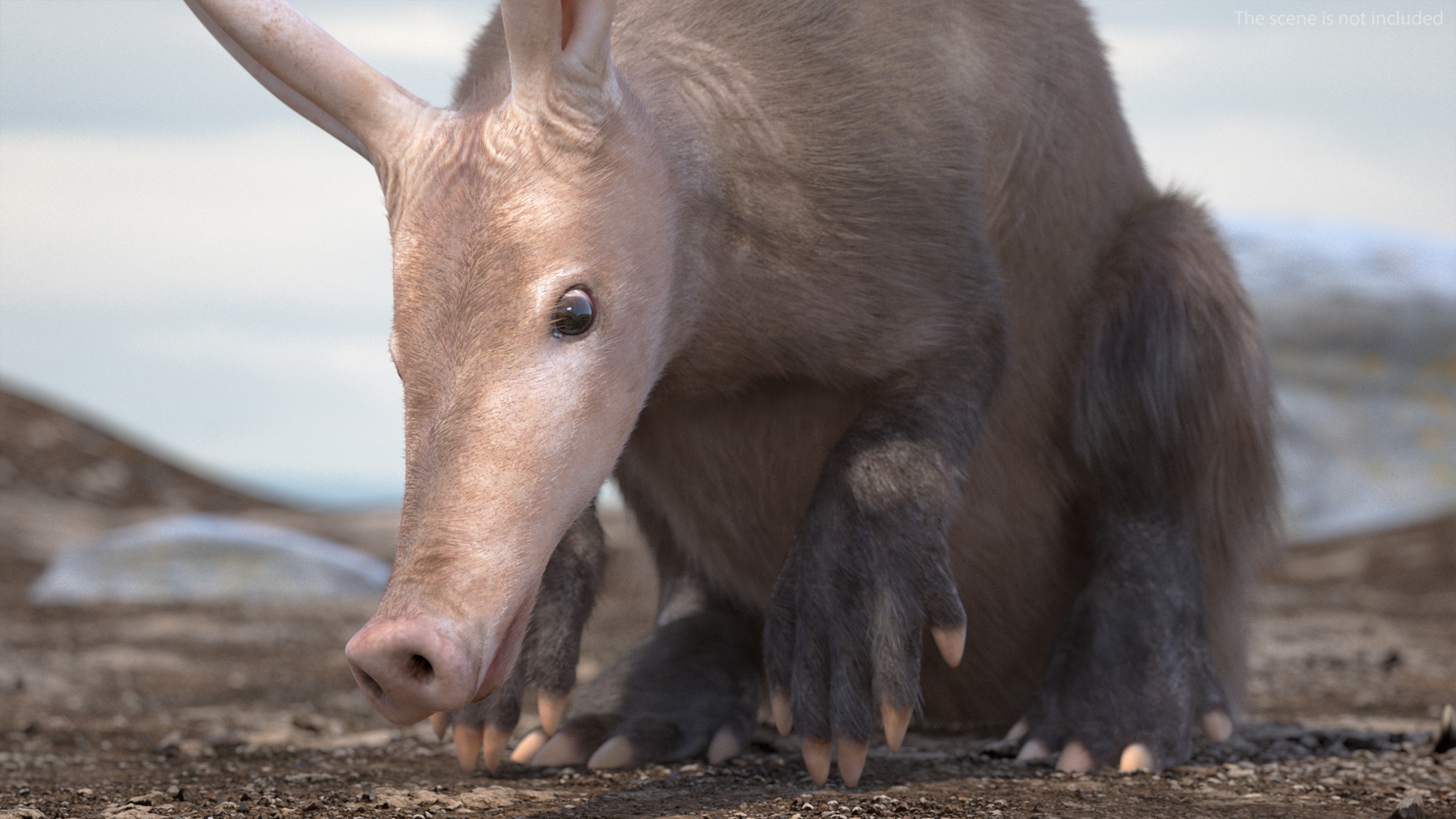 3D model African Mammal Aardvark Sitting Pose Fur
