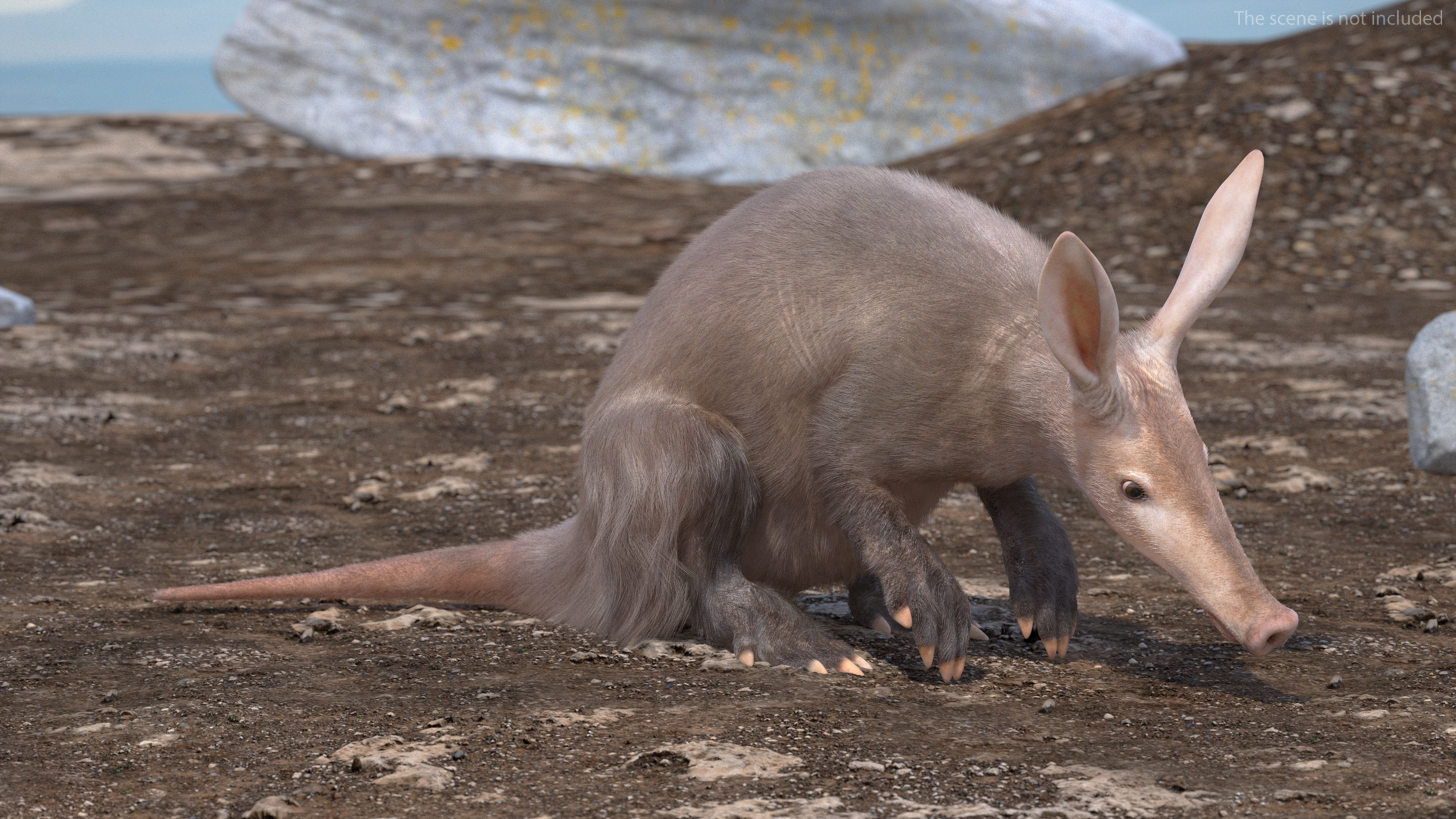 3D model African Mammal Aardvark Sitting Pose Fur