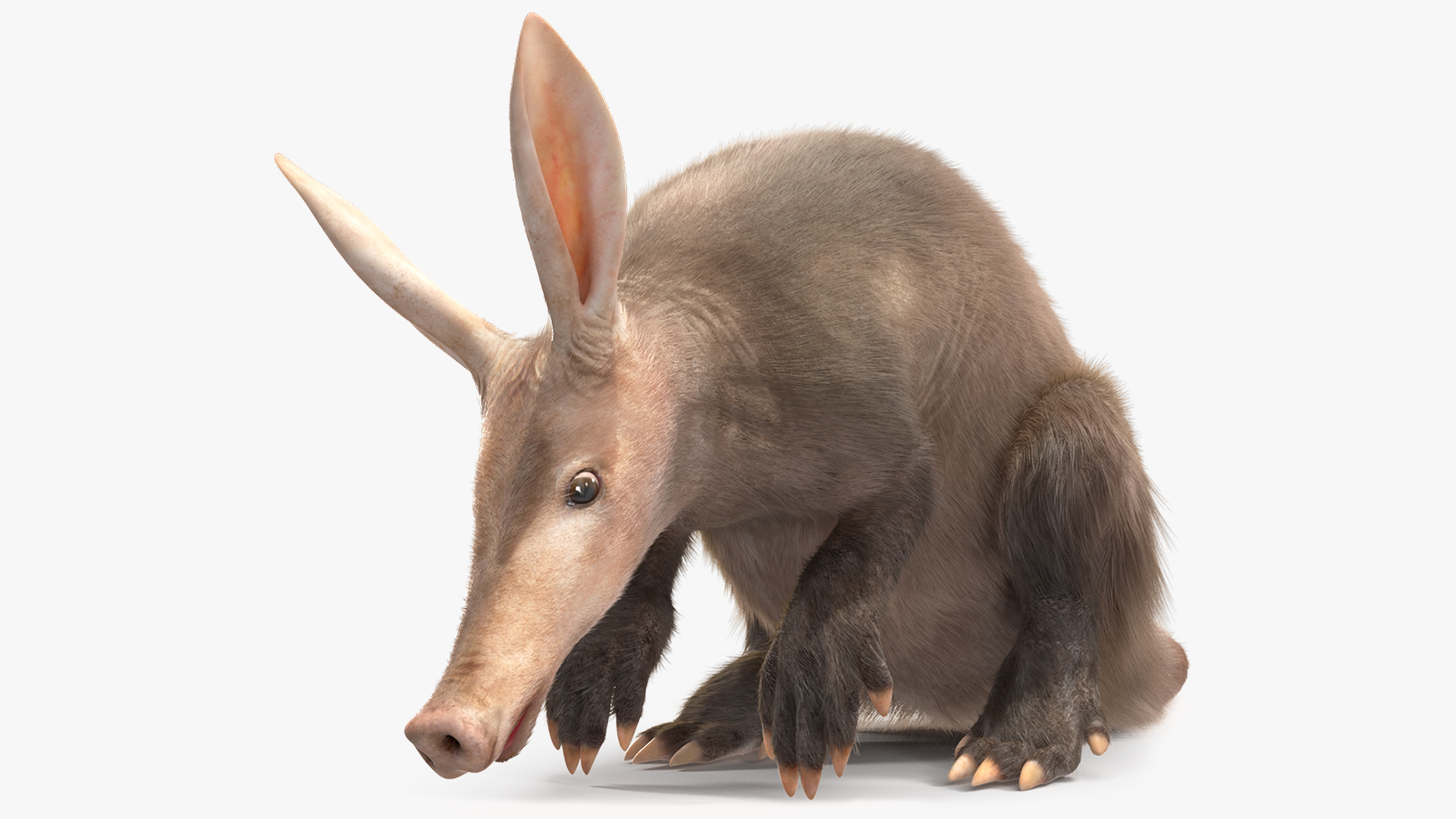 3D model African Mammal Aardvark Sitting Pose Fur