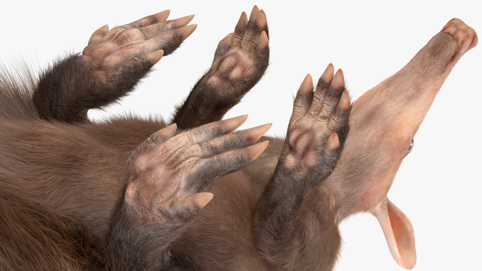 3D model African Mammal Aardvark Sitting Pose Fur