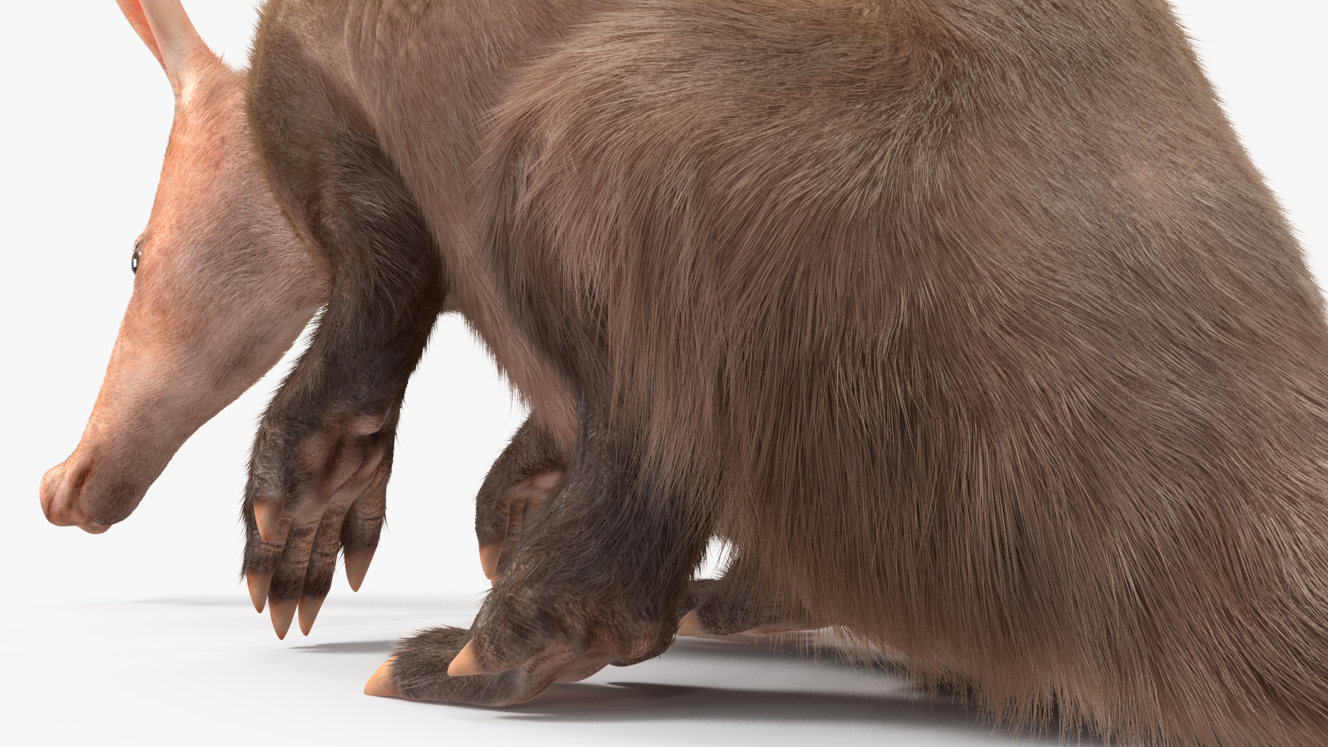 3D model African Mammal Aardvark Sitting Pose Fur