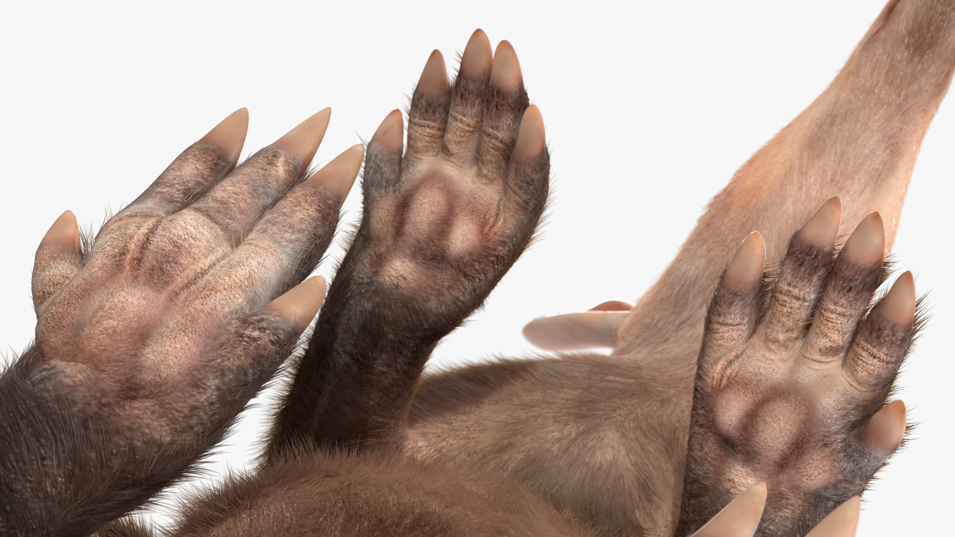 3D model African Mammal Aardvark Sitting Pose Fur