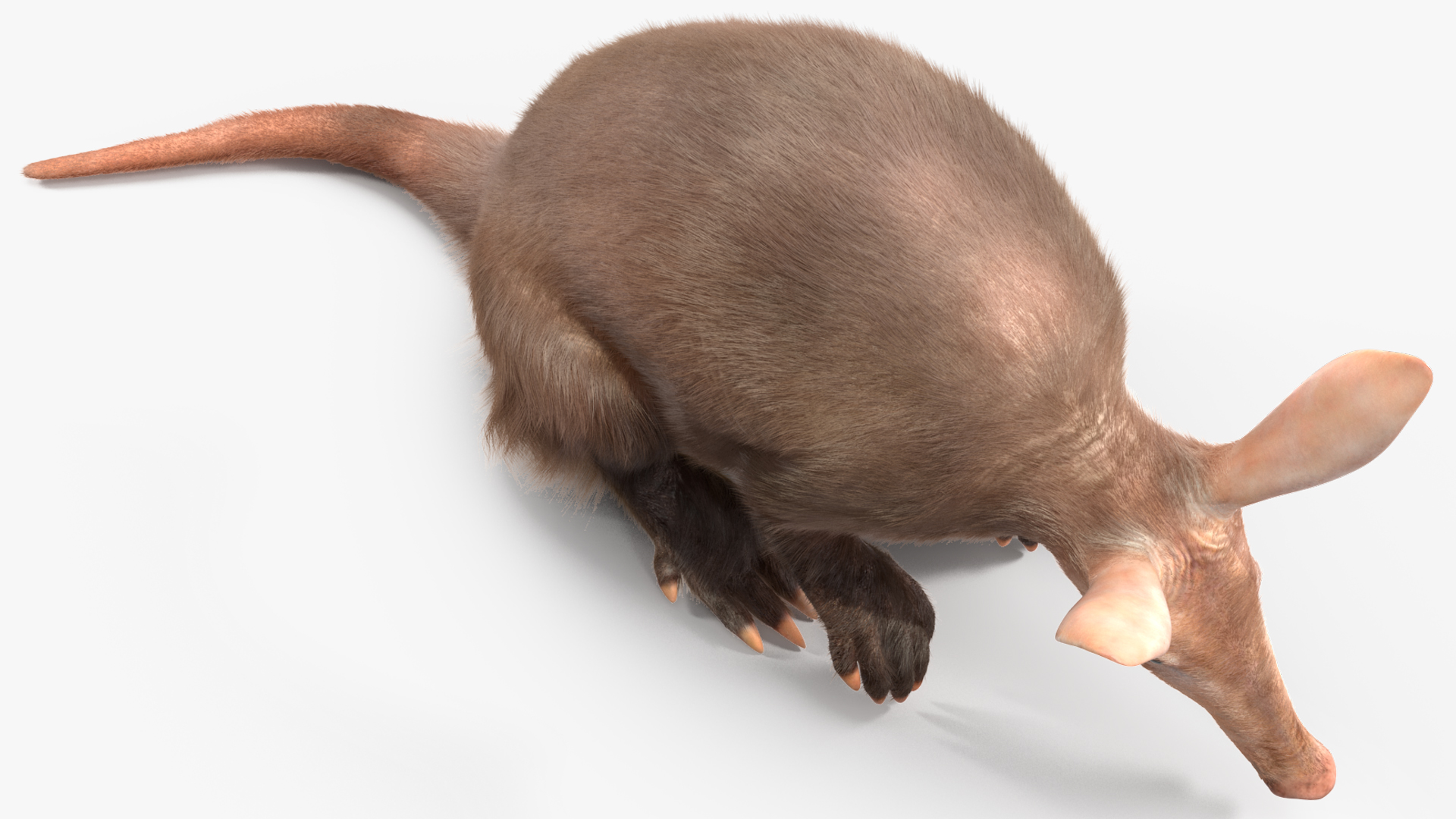 3D model African Mammal Aardvark Sitting Pose Fur