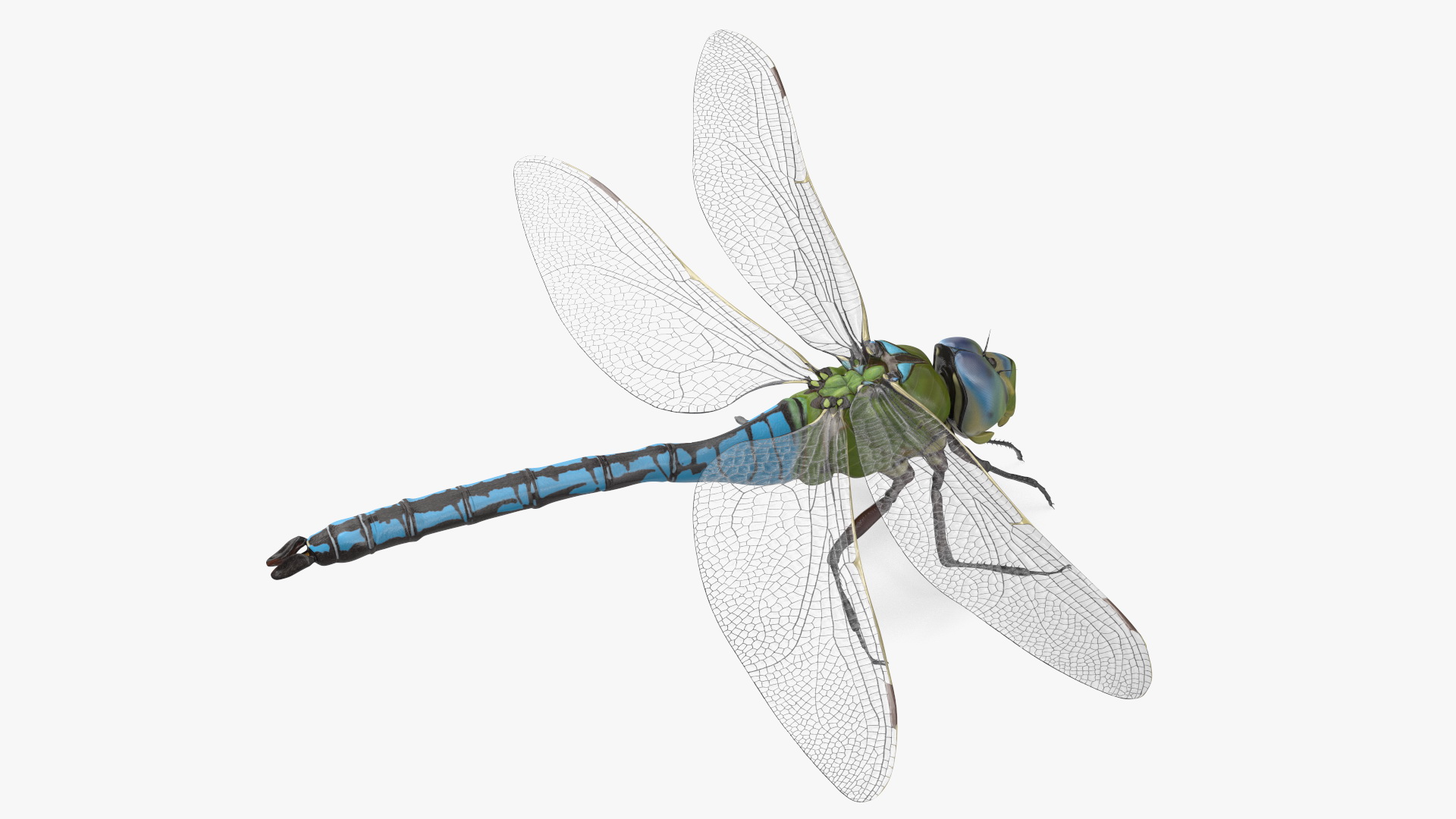 3D model Dragonfly Rigged for Maya