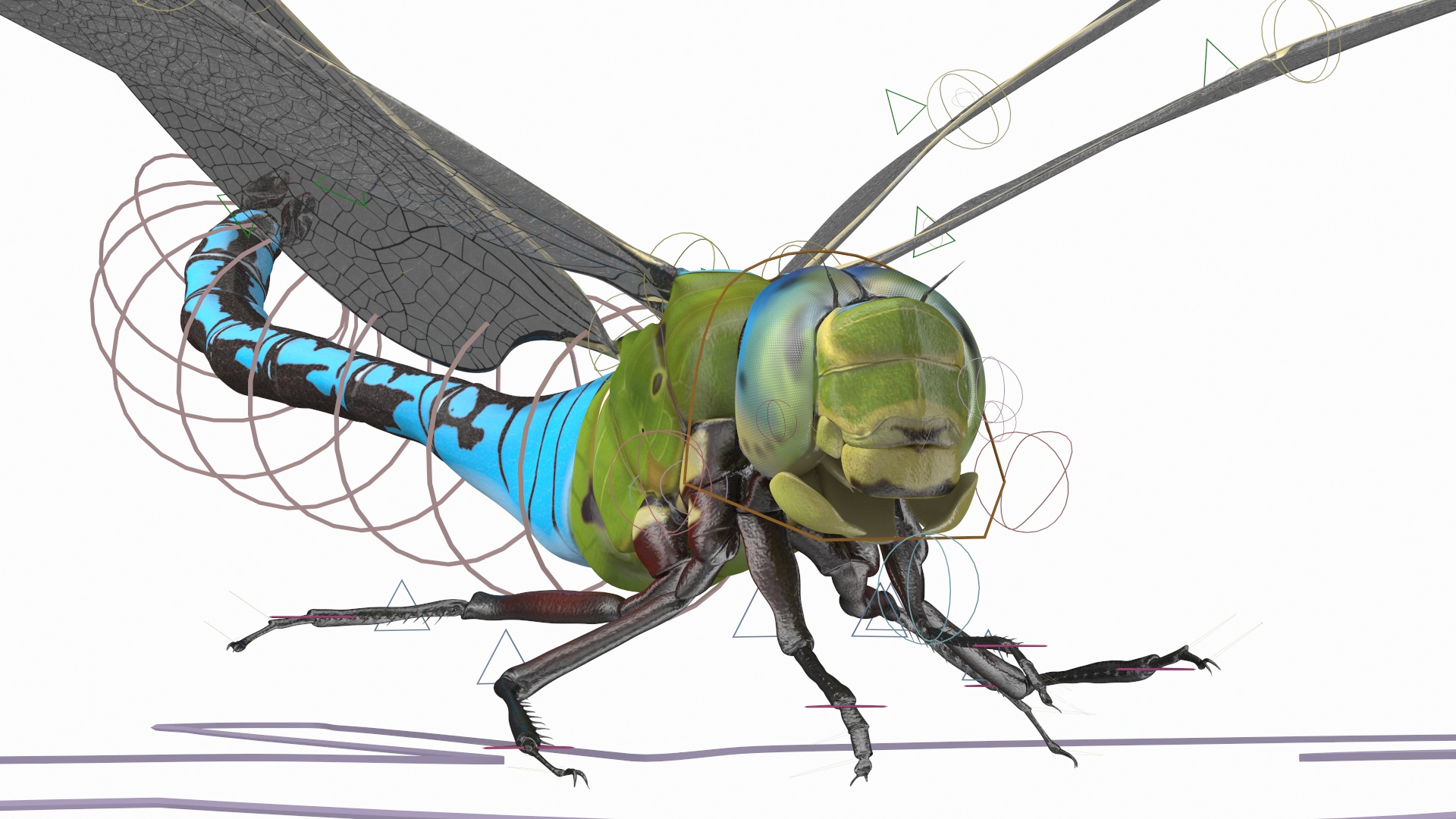 3D model Dragonfly Rigged for Maya