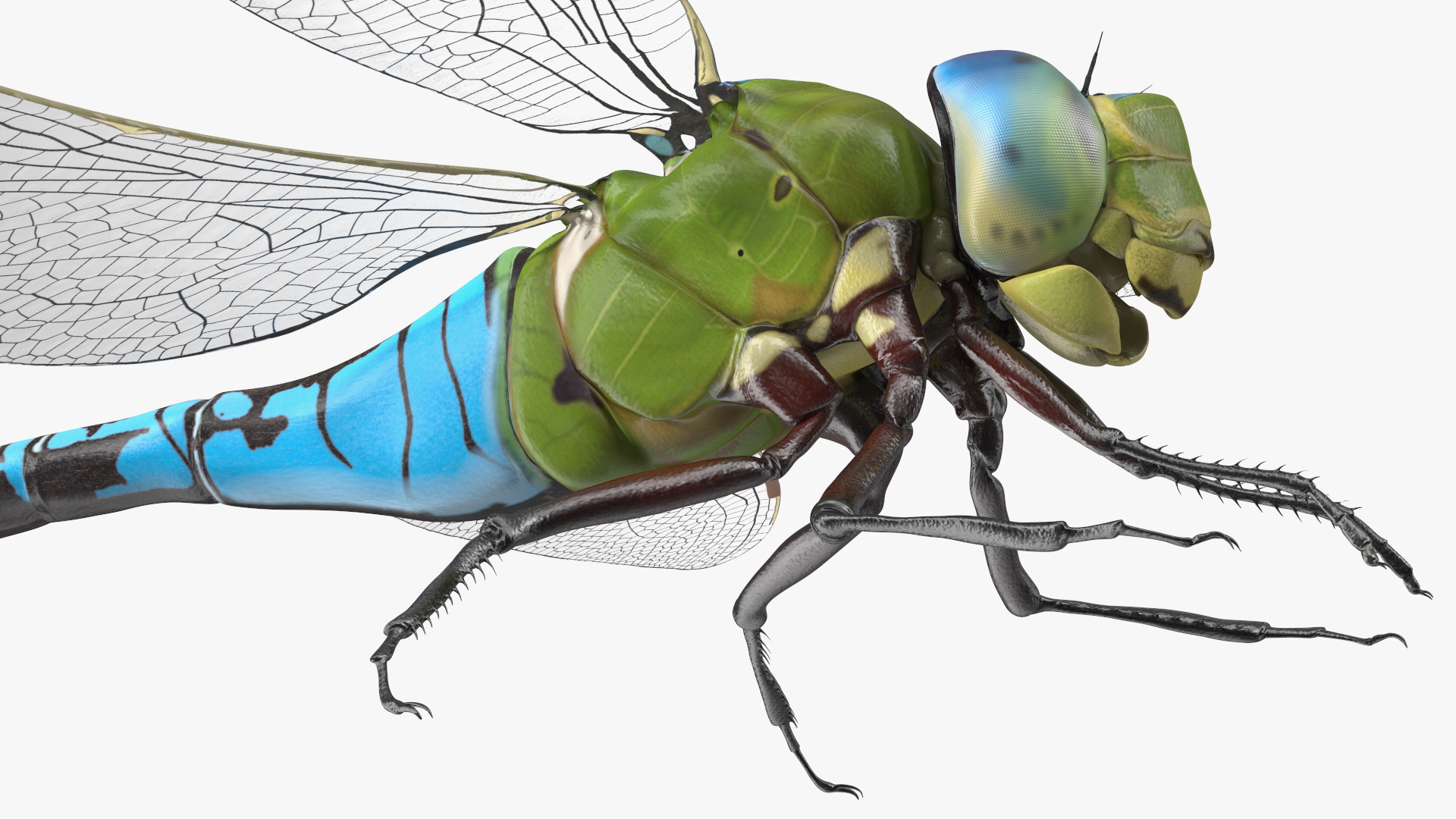3D model Dragonfly Rigged for Maya