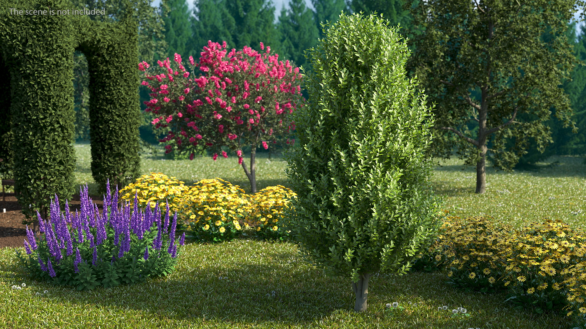 3D Sweet Bay Laurel Tree