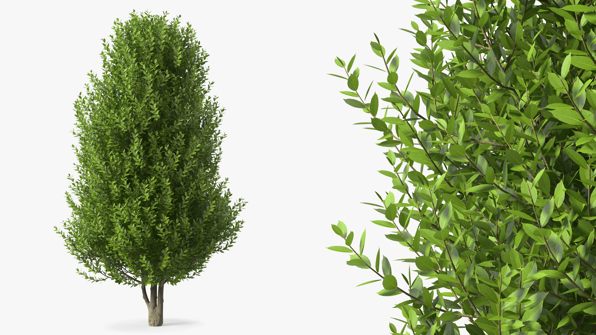 3D Sweet Bay Laurel Tree