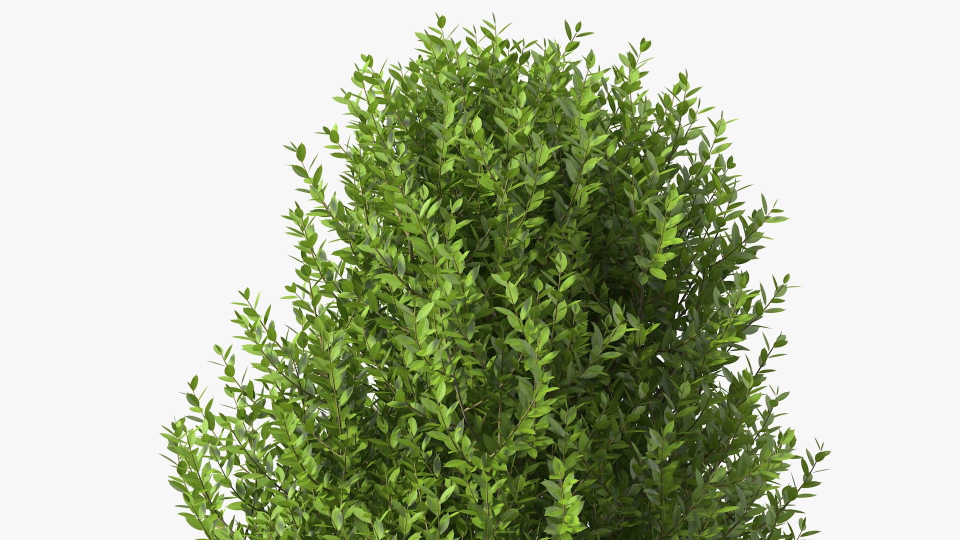3D Sweet Bay Laurel Tree
