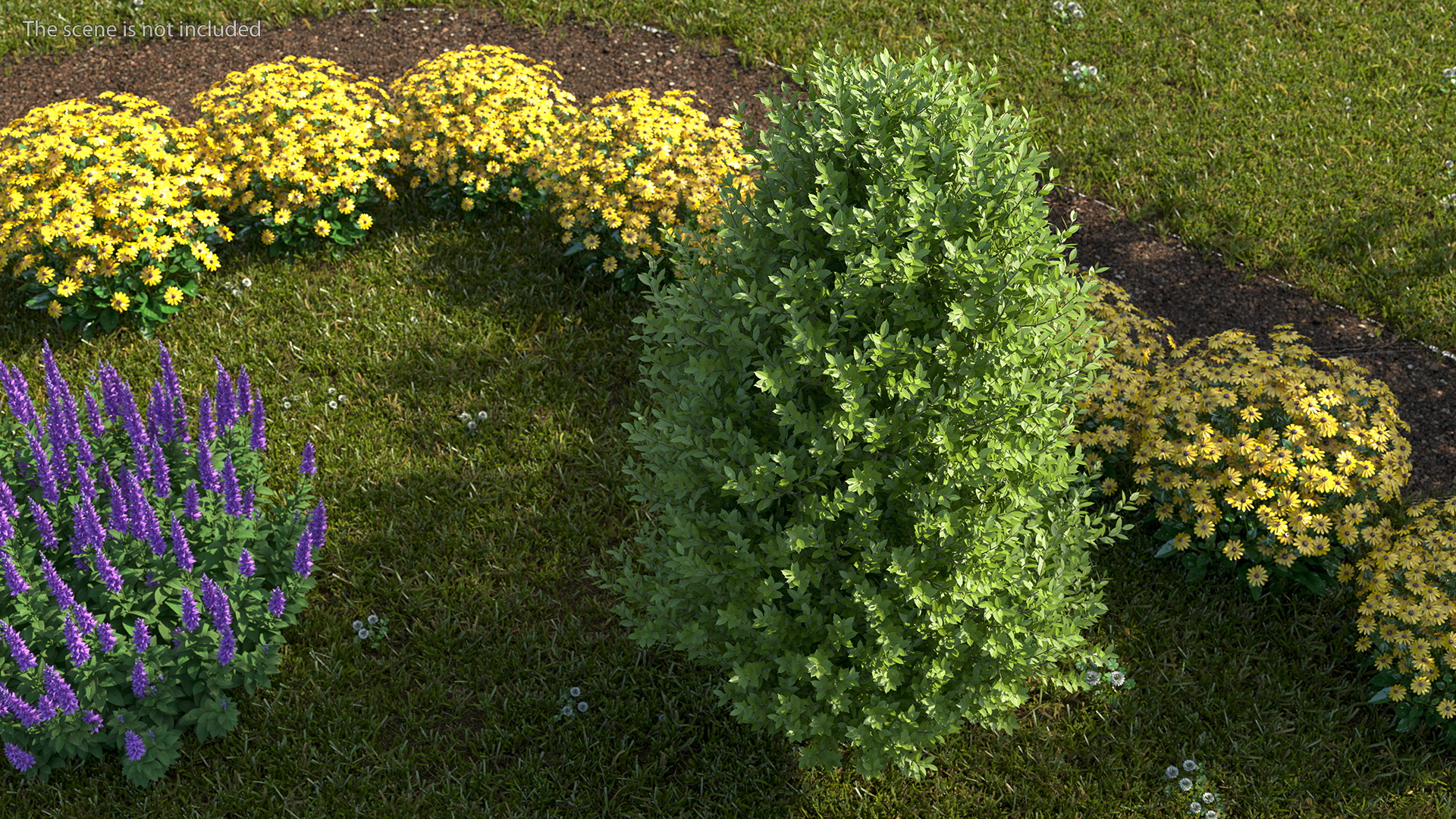 3D Sweet Bay Laurel Tree