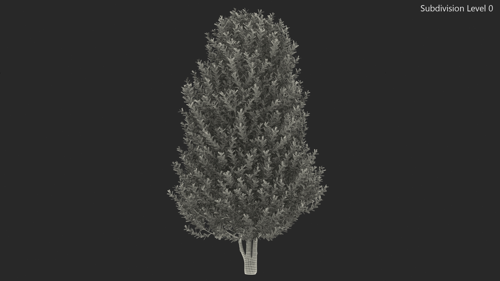 3D Sweet Bay Laurel Tree
