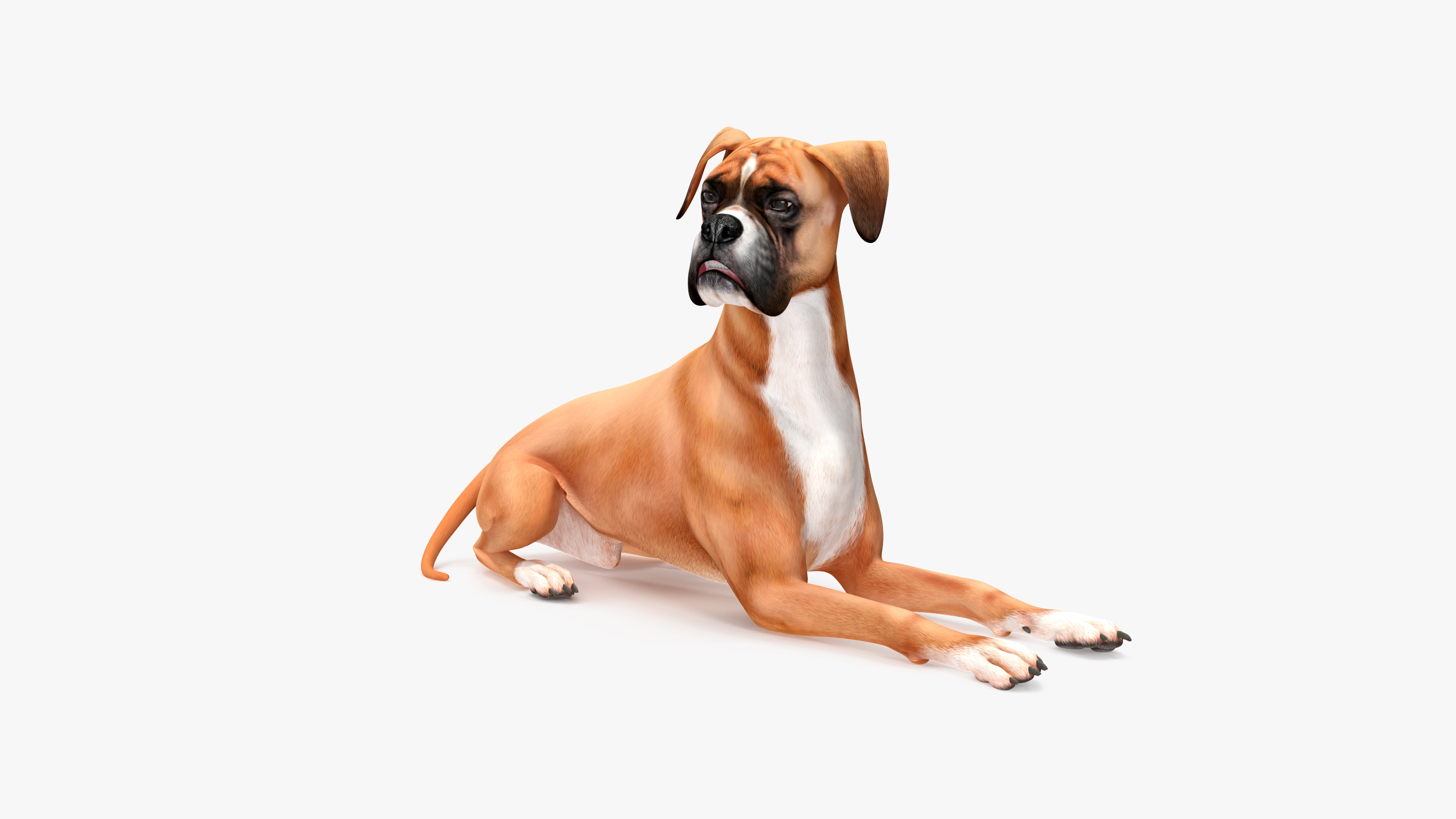3D model Boxer Dog Rigged for Maya