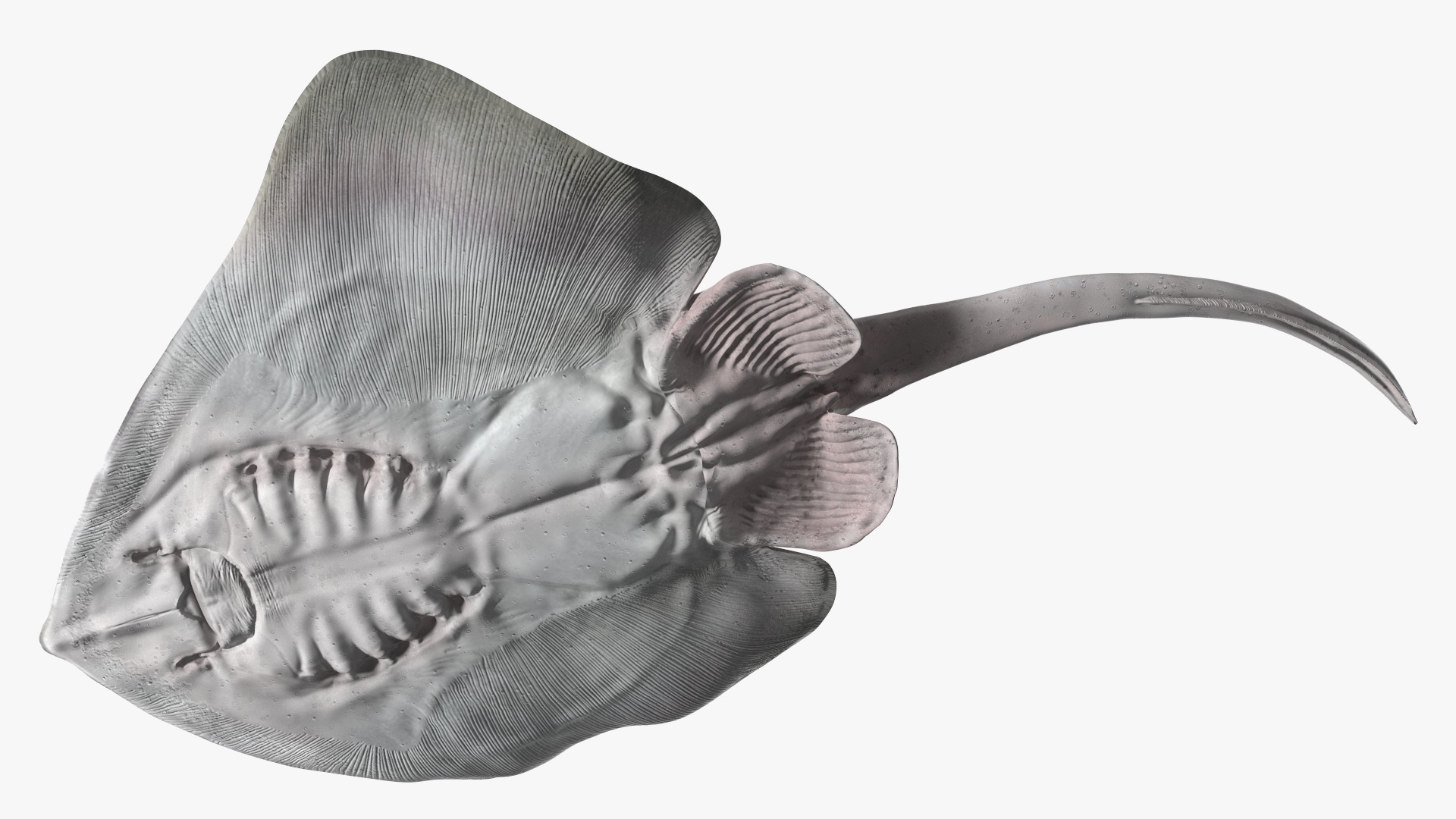 White Bathyraja Lindbergi Looking for Food 3D