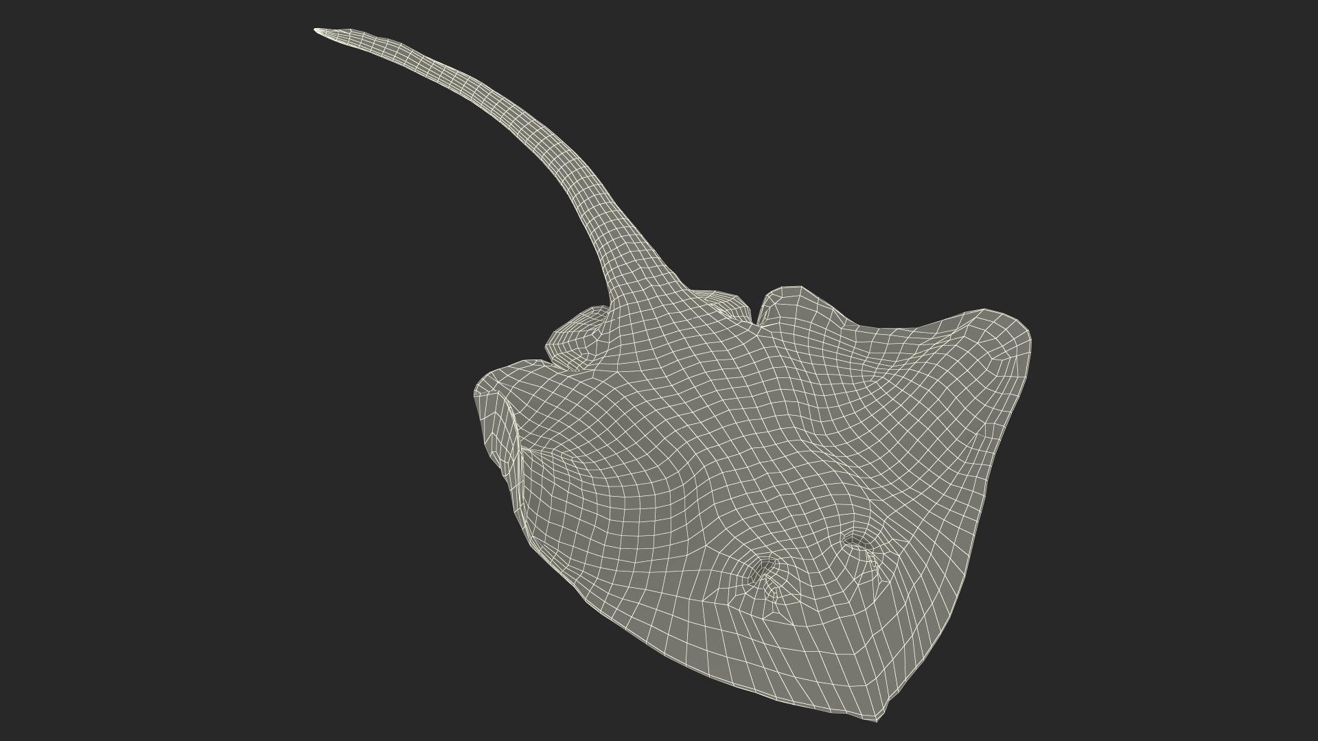 White Bathyraja Lindbergi Looking for Food 3D