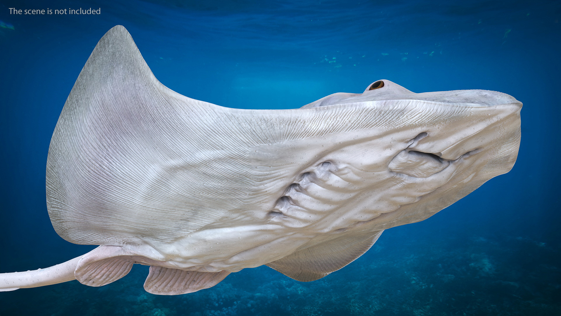 White Bathyraja Lindbergi Looking for Food 3D