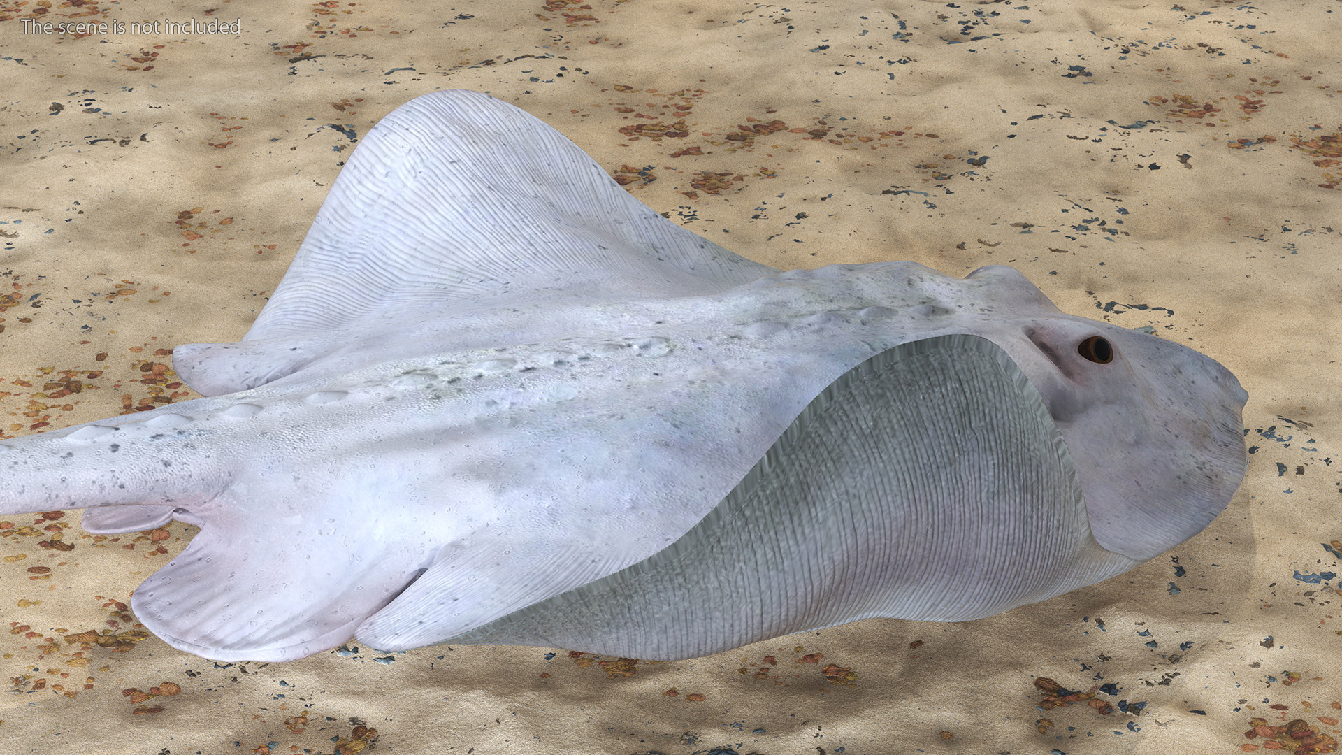 White Bathyraja Lindbergi Looking for Food 3D