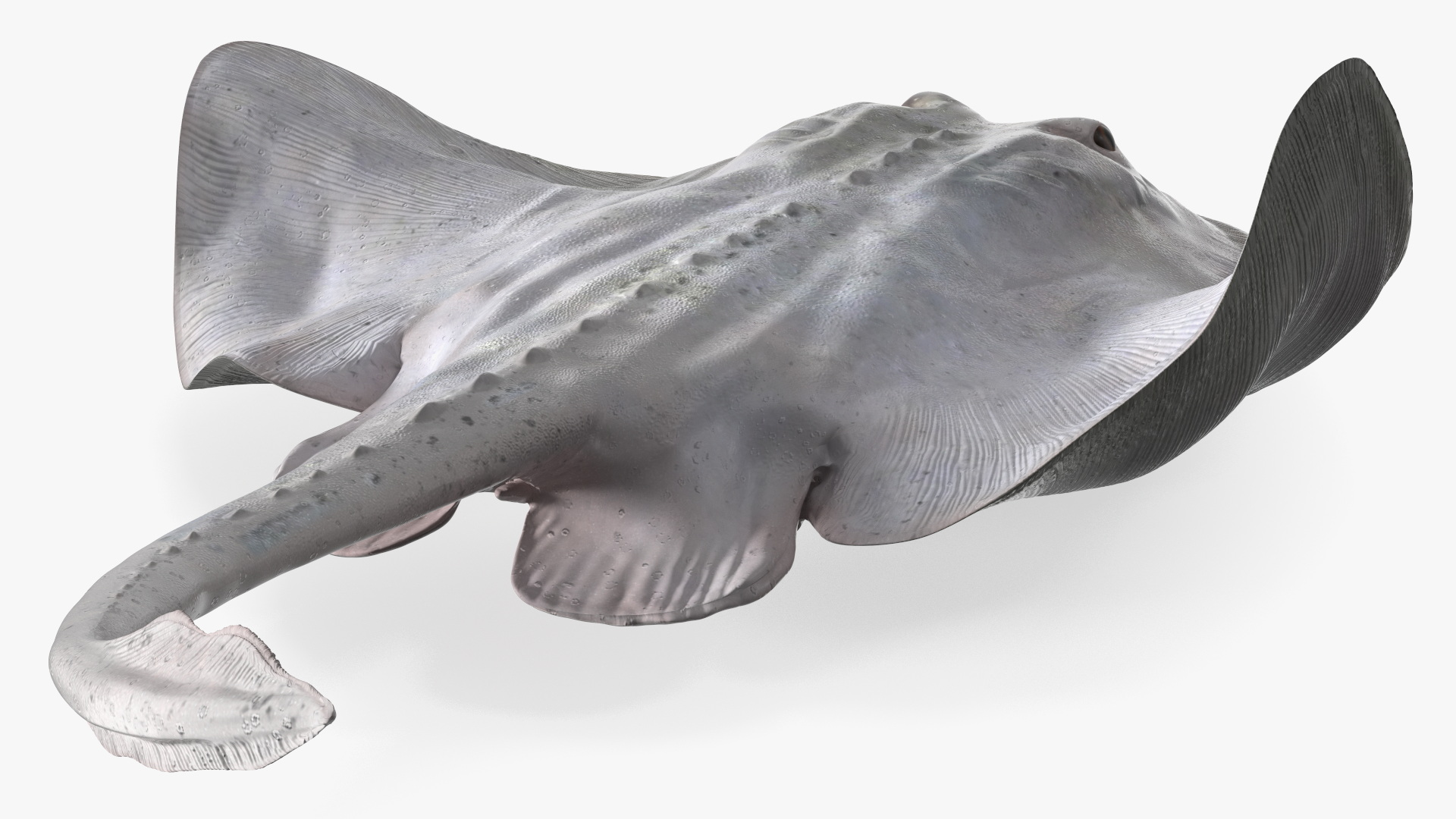 White Bathyraja Lindbergi Looking for Food 3D
