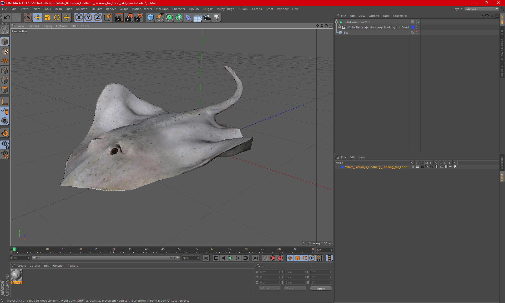 White Bathyraja Lindbergi Looking for Food 3D