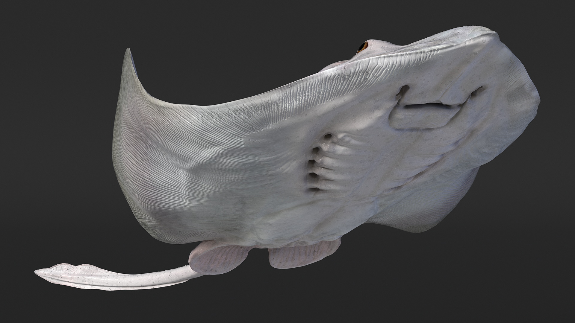 White Bathyraja Lindbergi Looking for Food 3D
