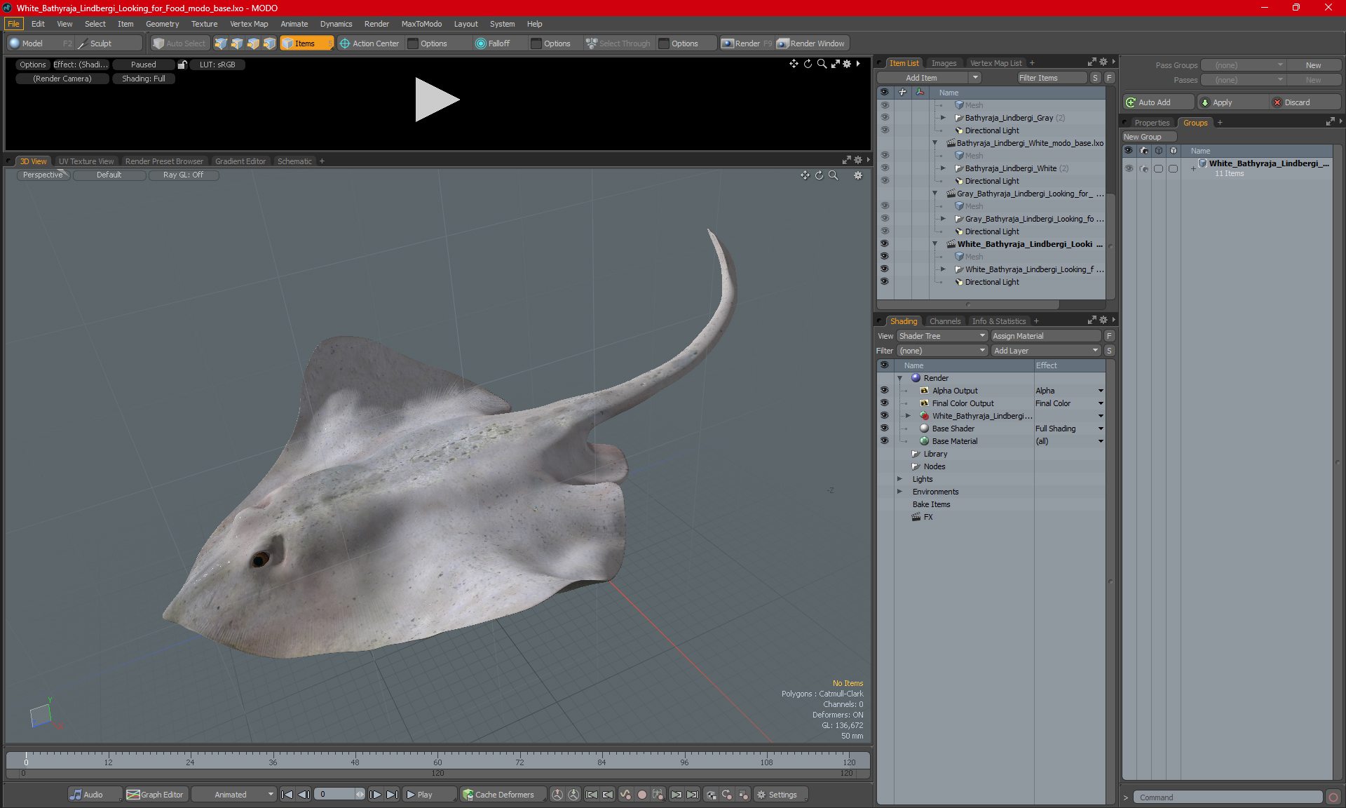 White Bathyraja Lindbergi Looking for Food 3D