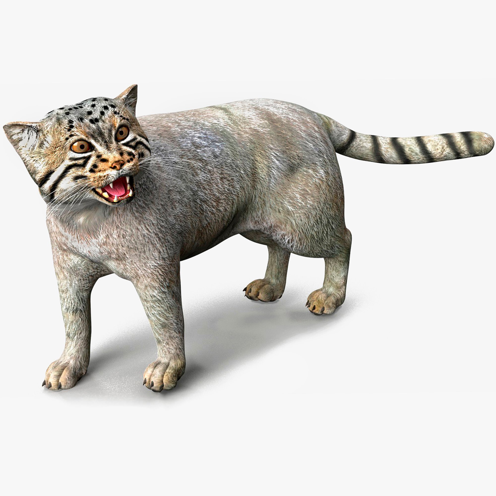 3D Cat Rigged Animated for Maya model