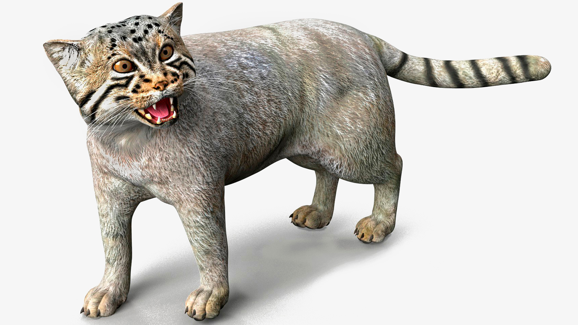 3D Cat Rigged Animated for Maya model