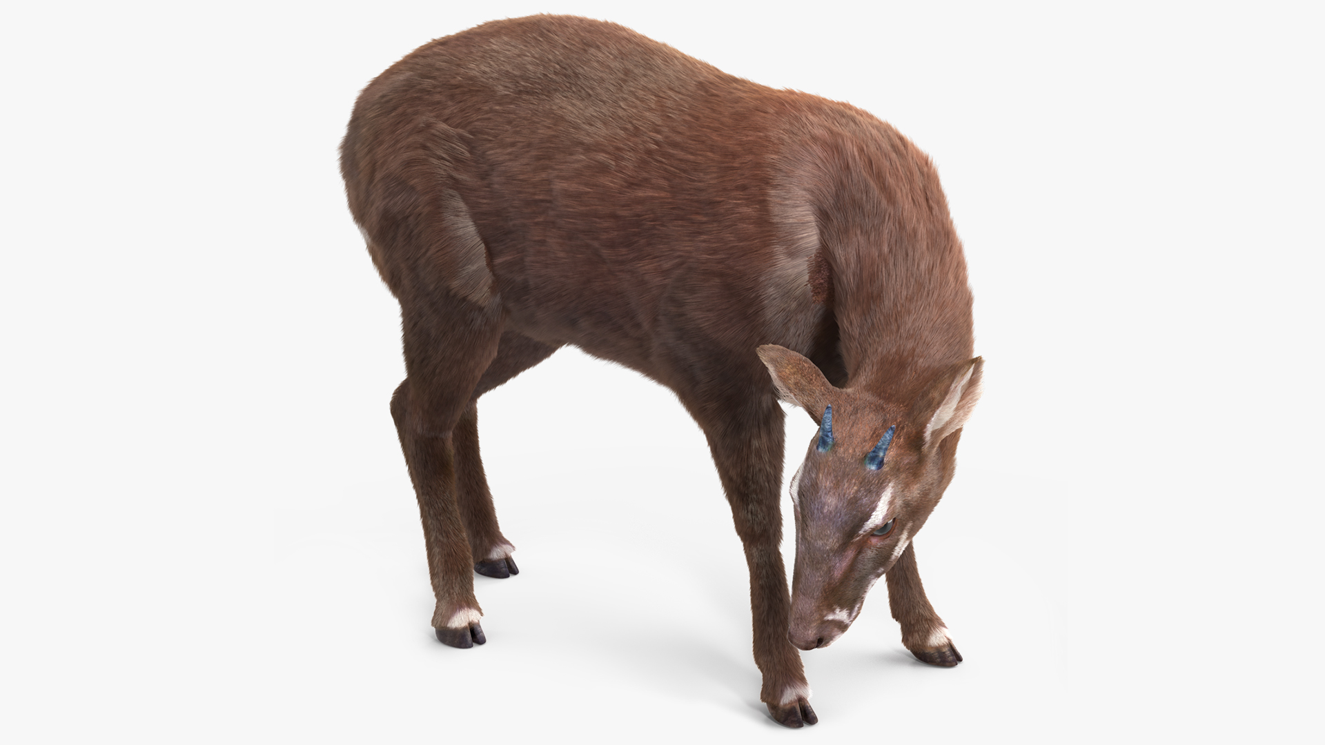 3D Saola Eating Pose Fur