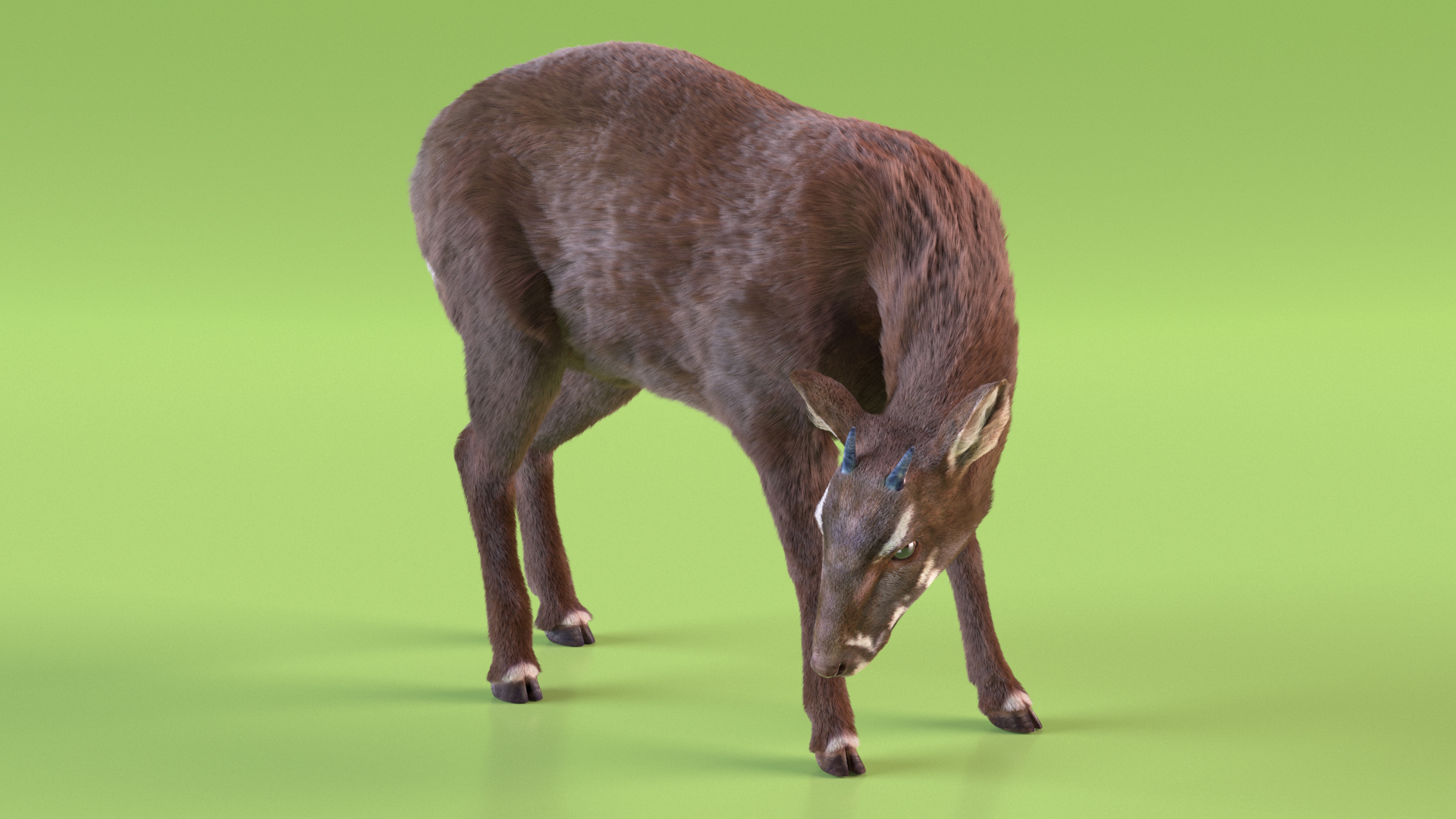 3D Saola Eating Pose Fur