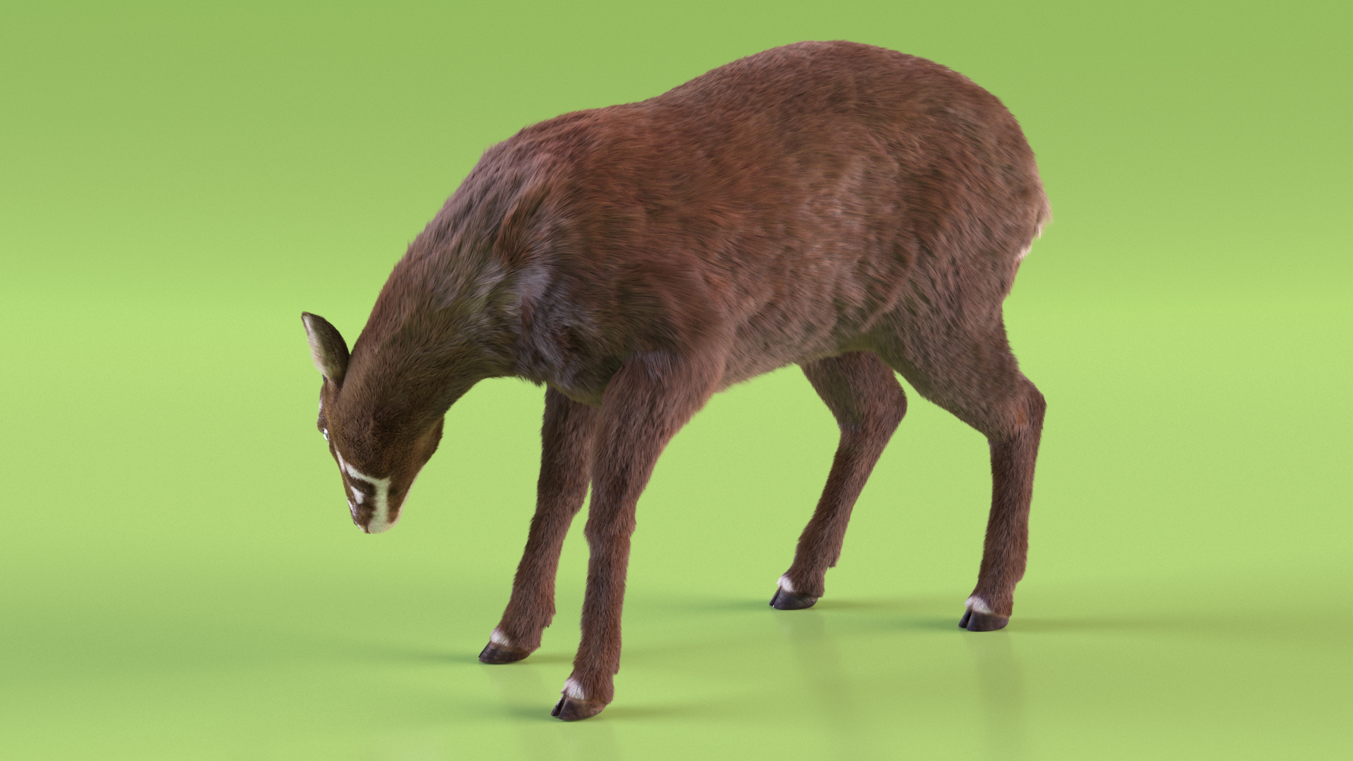 3D Saola Eating Pose Fur