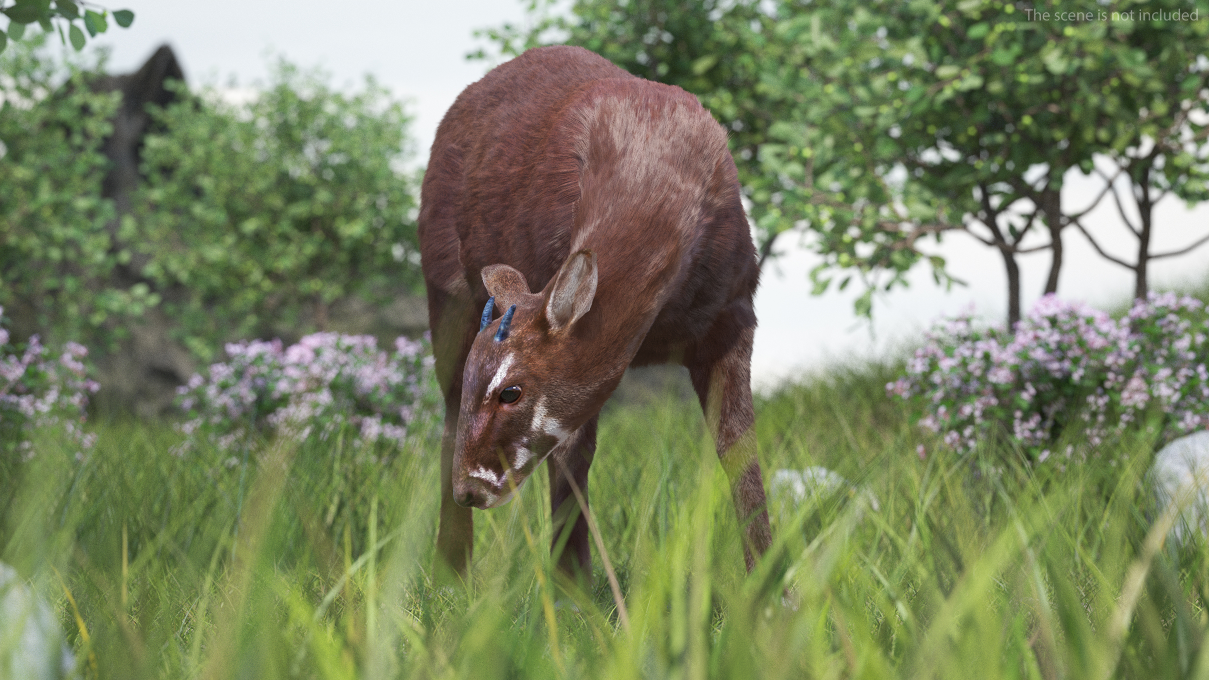 3D Saola Eating Pose Fur