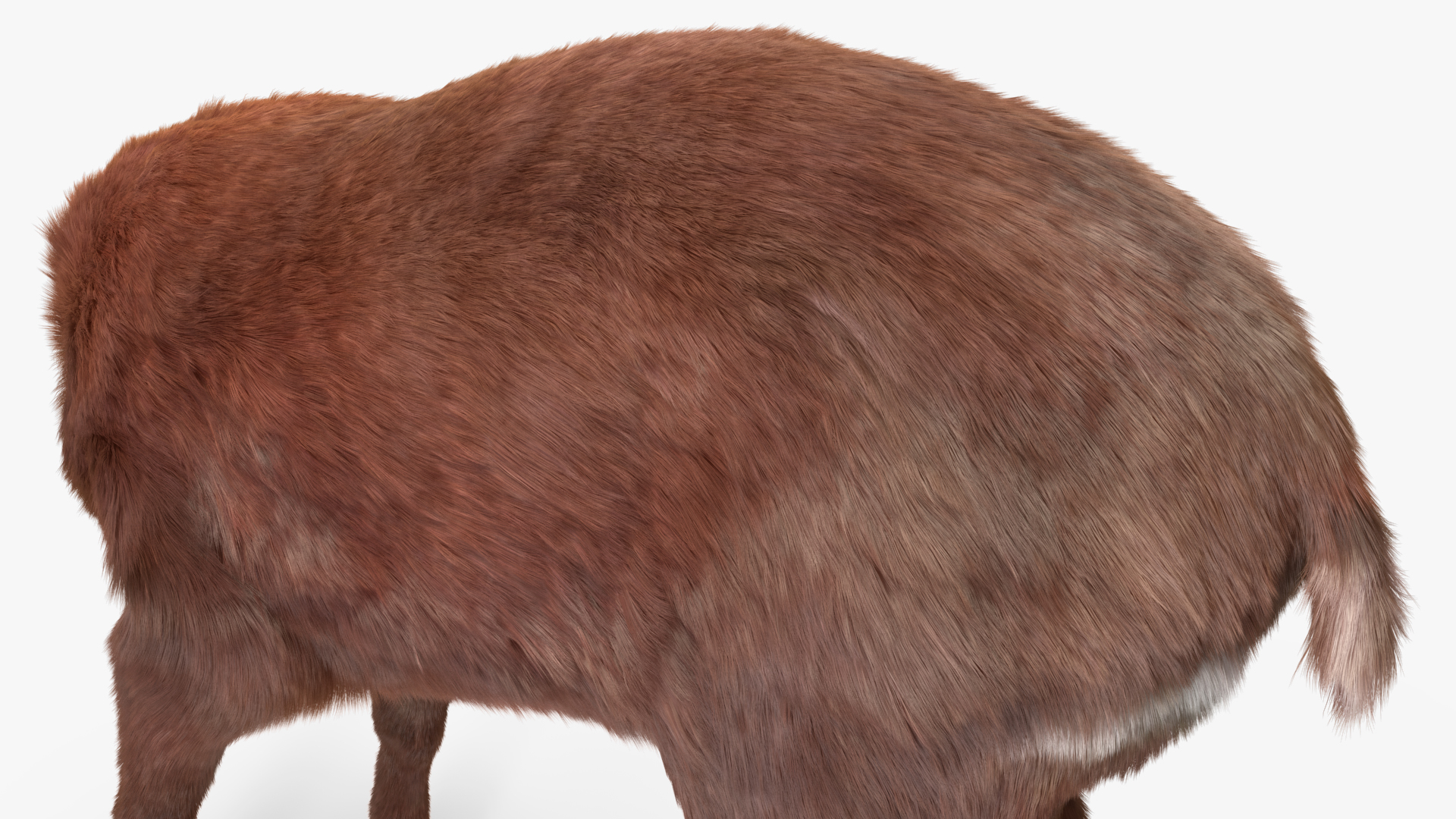 3D Saola Eating Pose Fur
