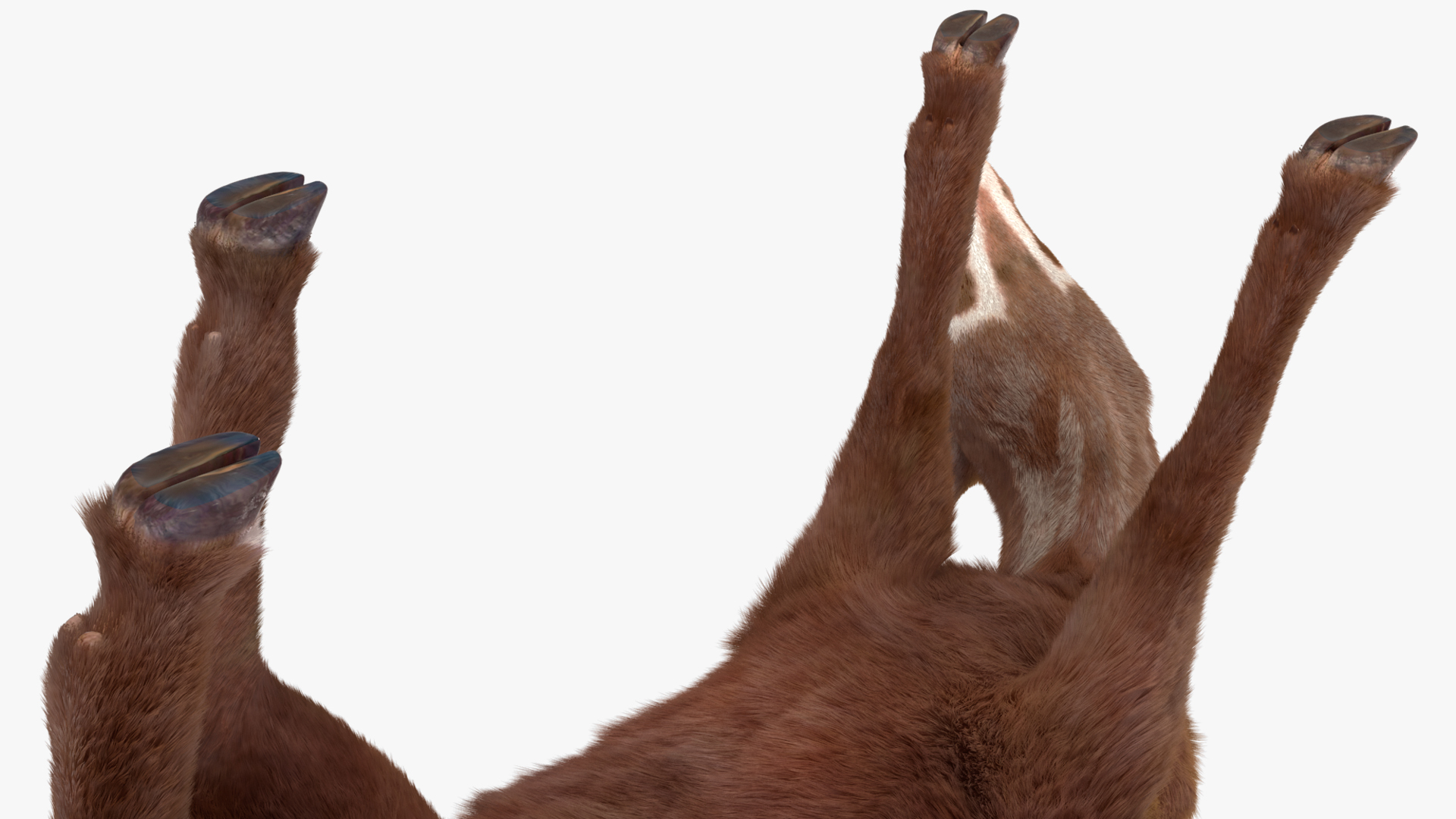 3D Saola Eating Pose Fur
