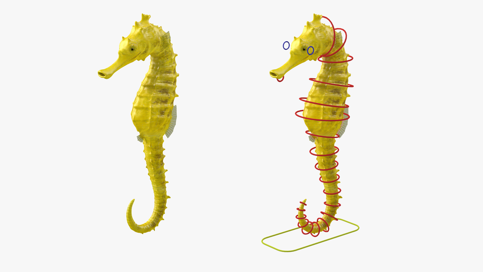 3D Slender Seahorse Hippocampus Reidi Rigged