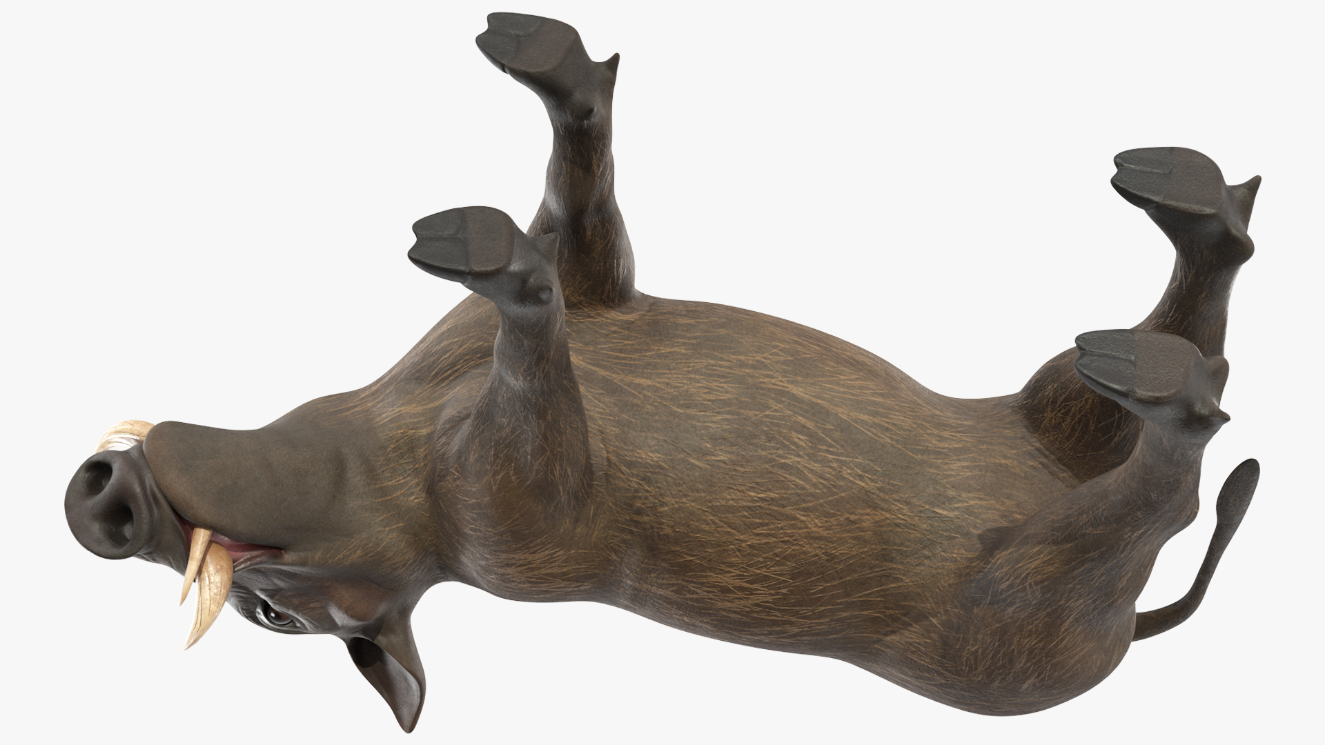 3D African Boar Standing Pose