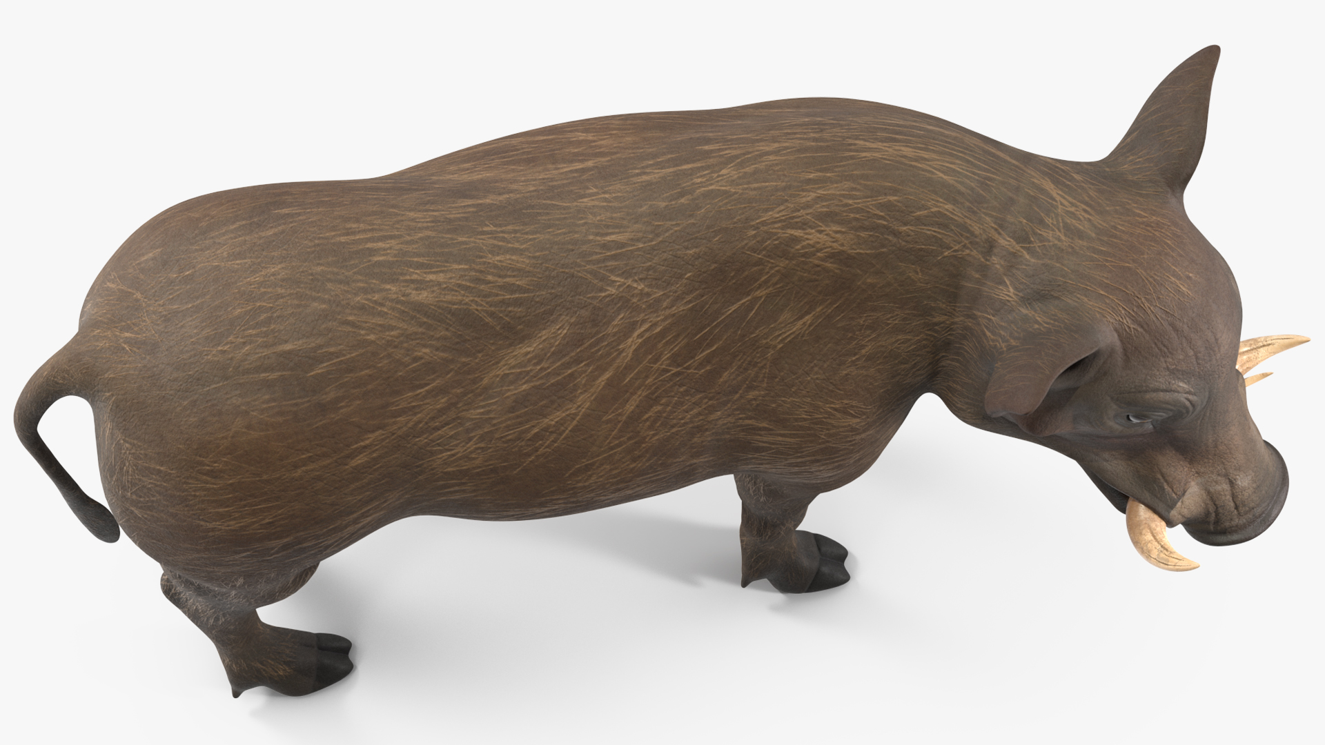 3D African Boar Standing Pose