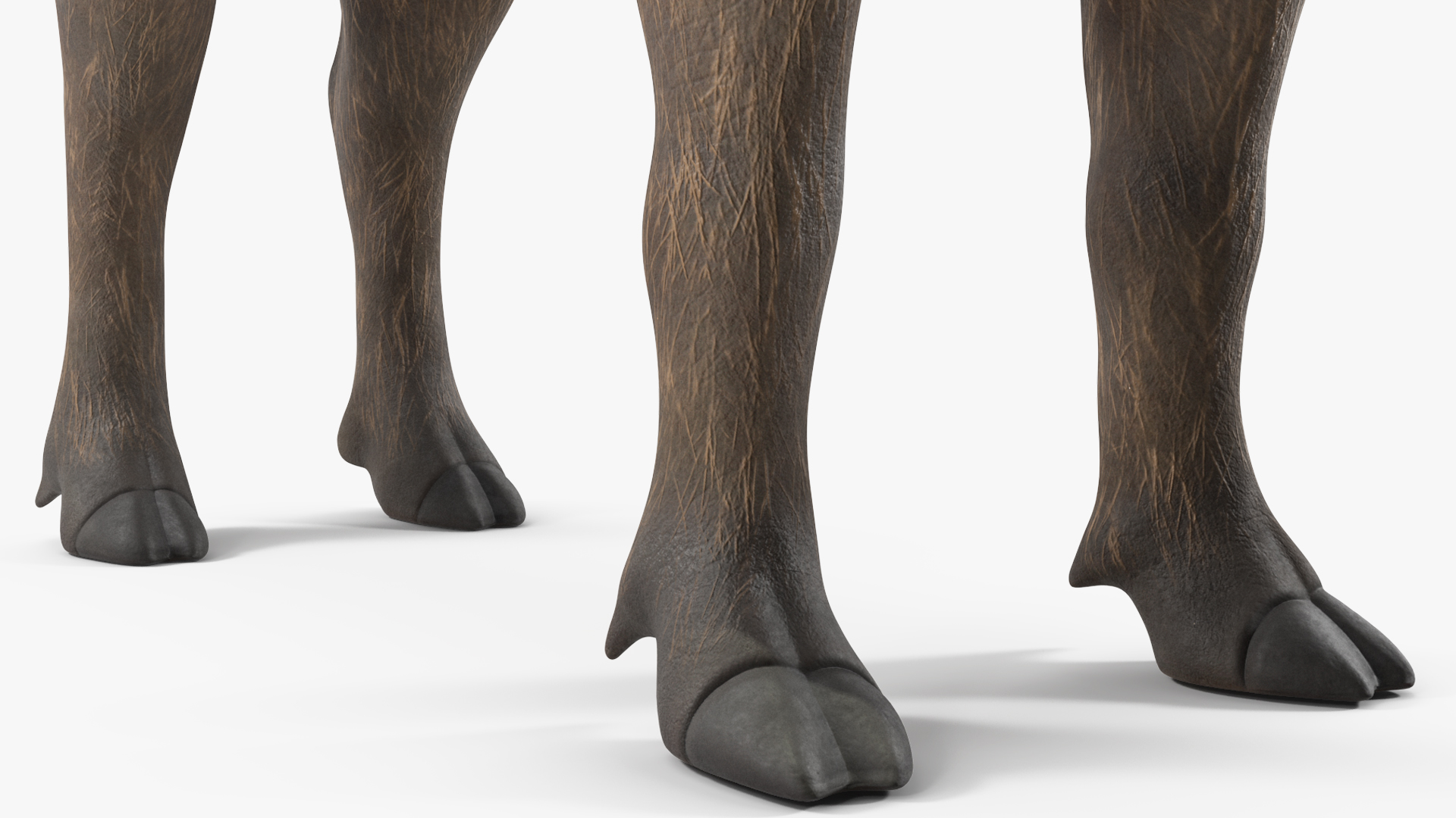 3D African Boar Standing Pose