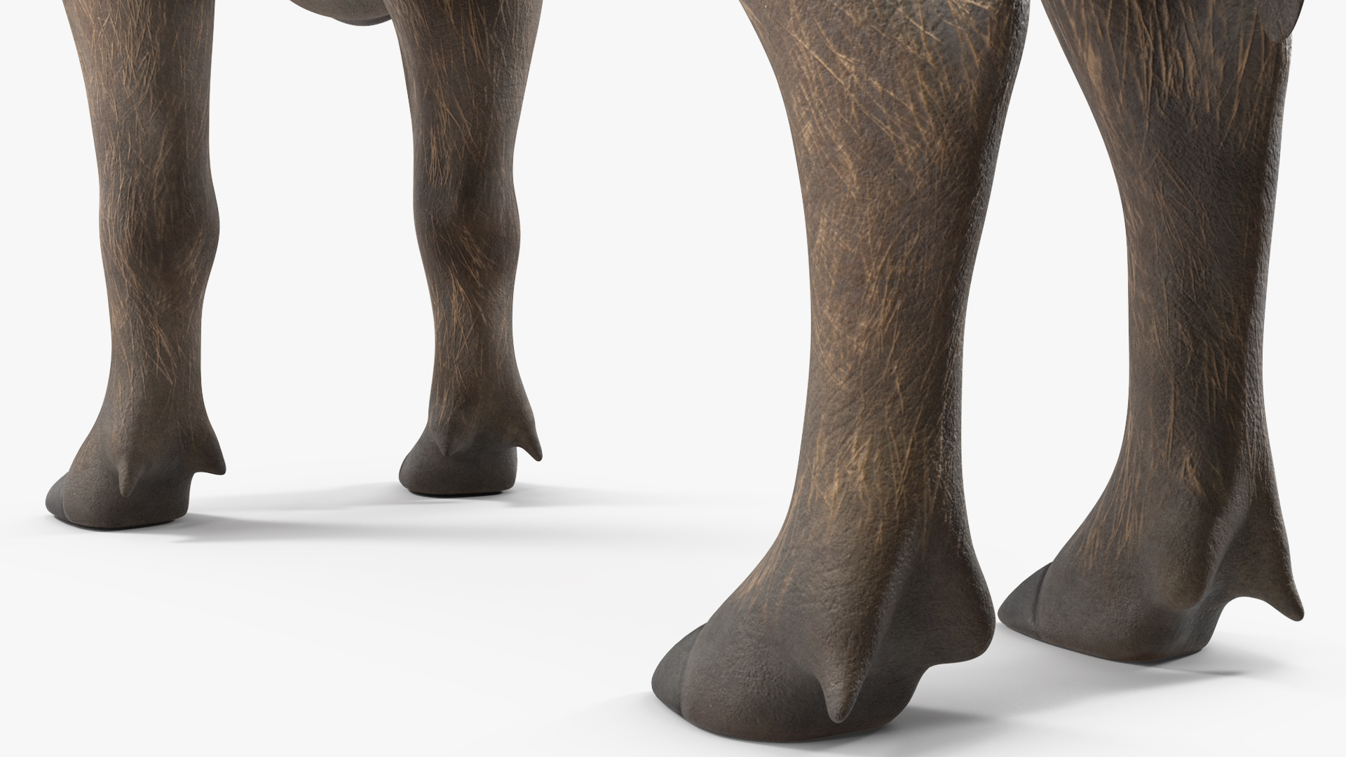 3D African Boar Standing Pose