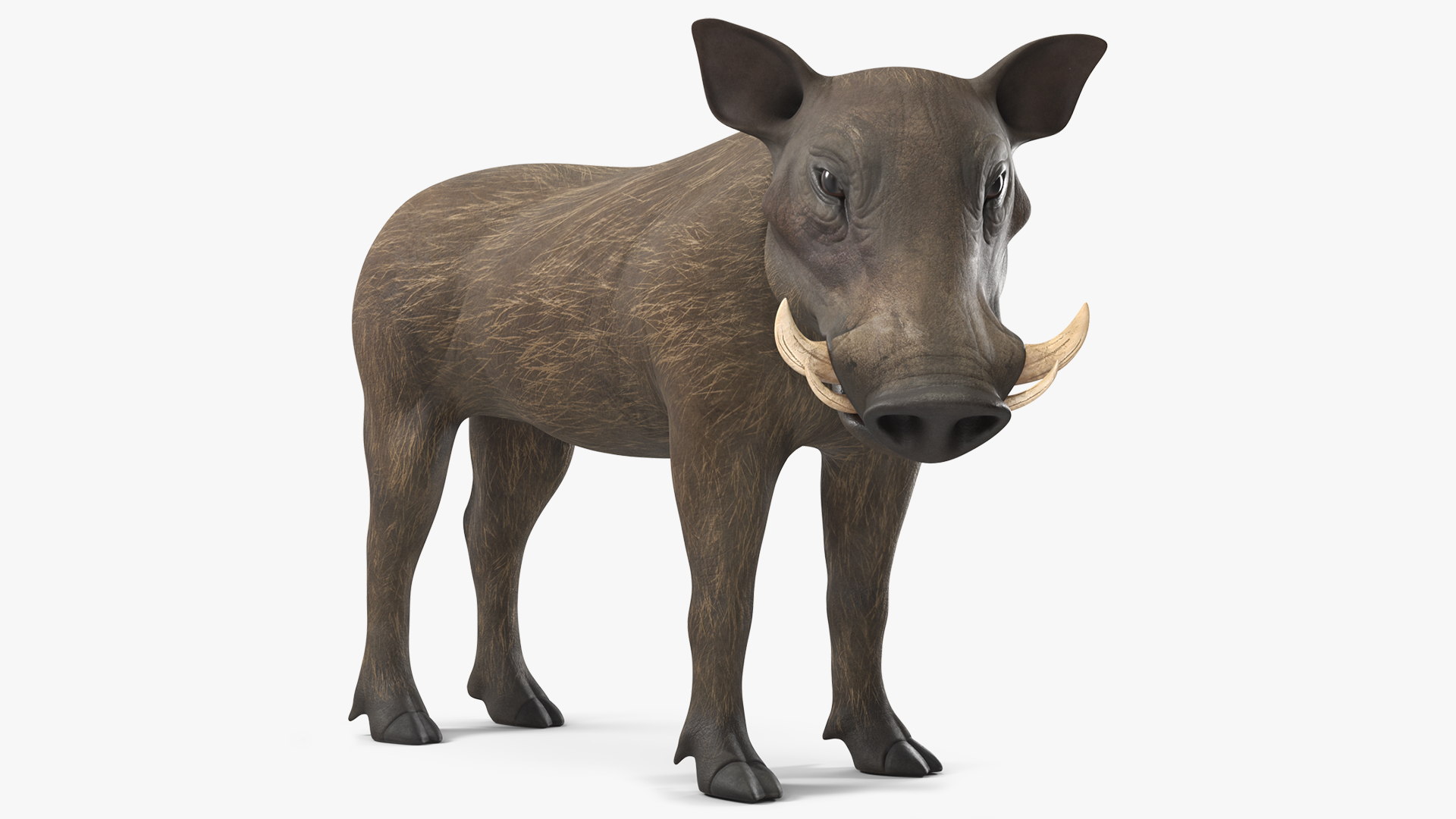 3D African Boar Standing Pose
