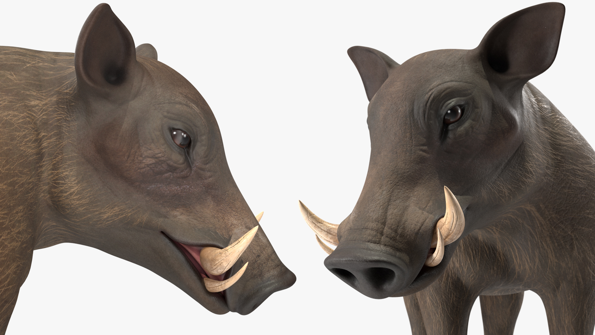 3D African Boar Standing Pose