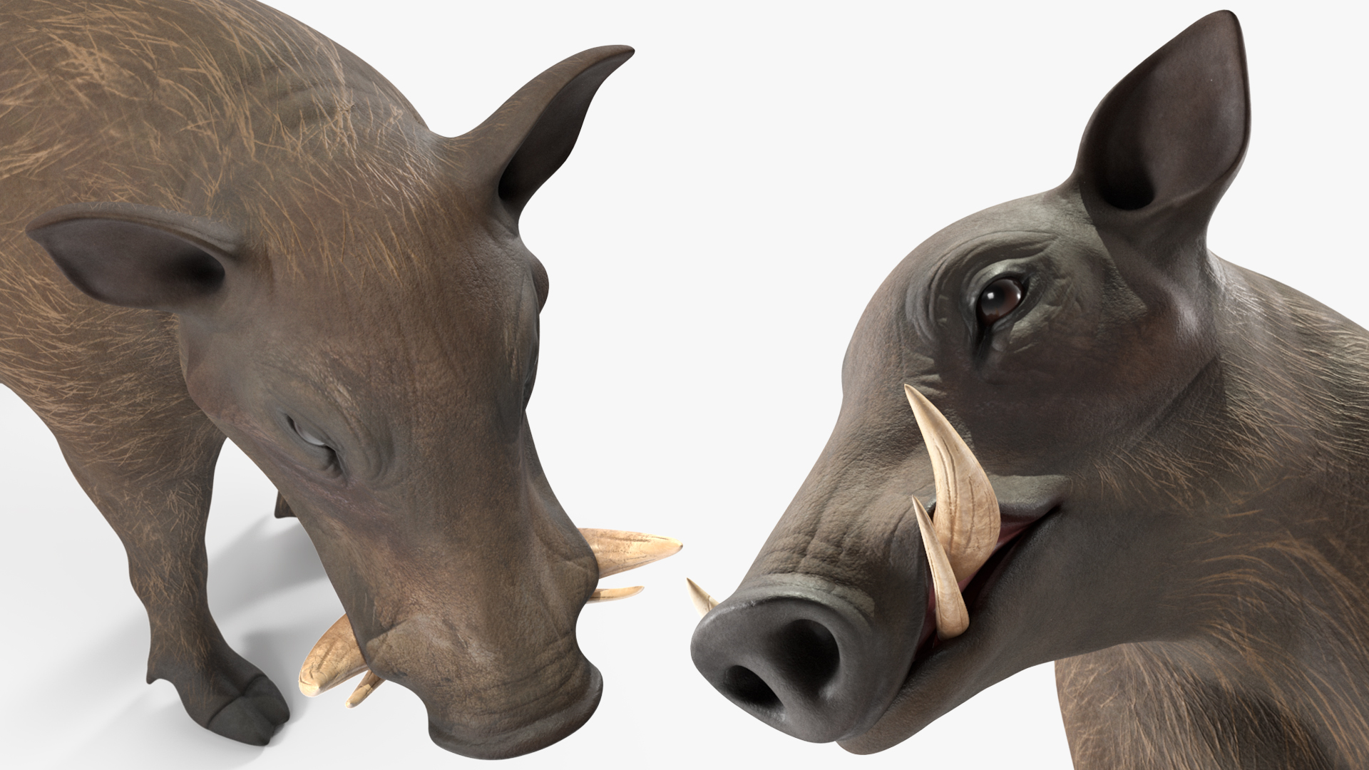 3D African Boar Standing Pose