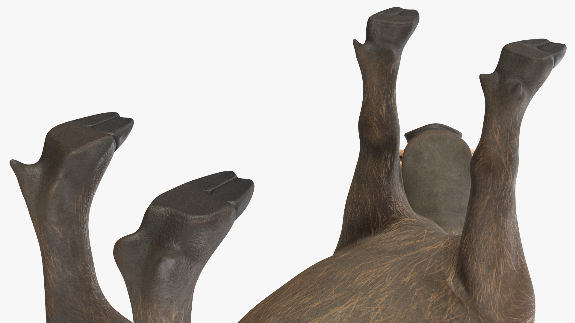 3D African Boar Standing Pose