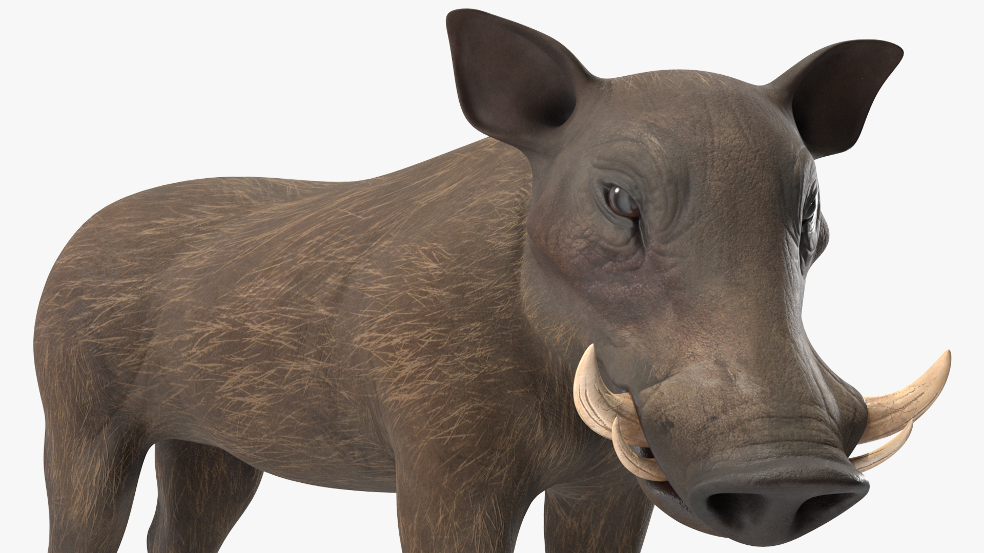 3D African Boar Standing Pose