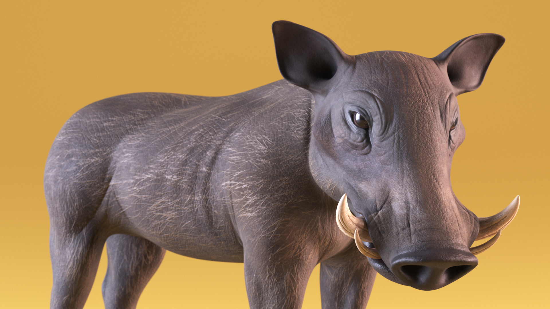3D African Boar Standing Pose