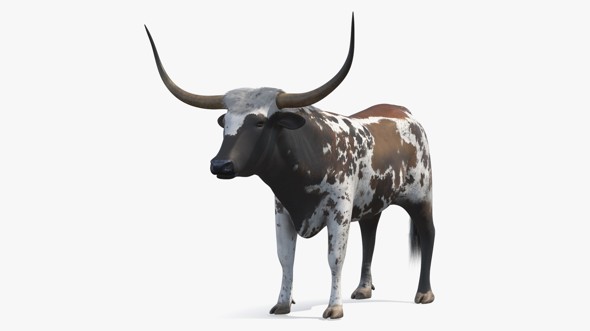 Texas Longhorn Mottled Brown Rigged for Cinema 4D 3D model