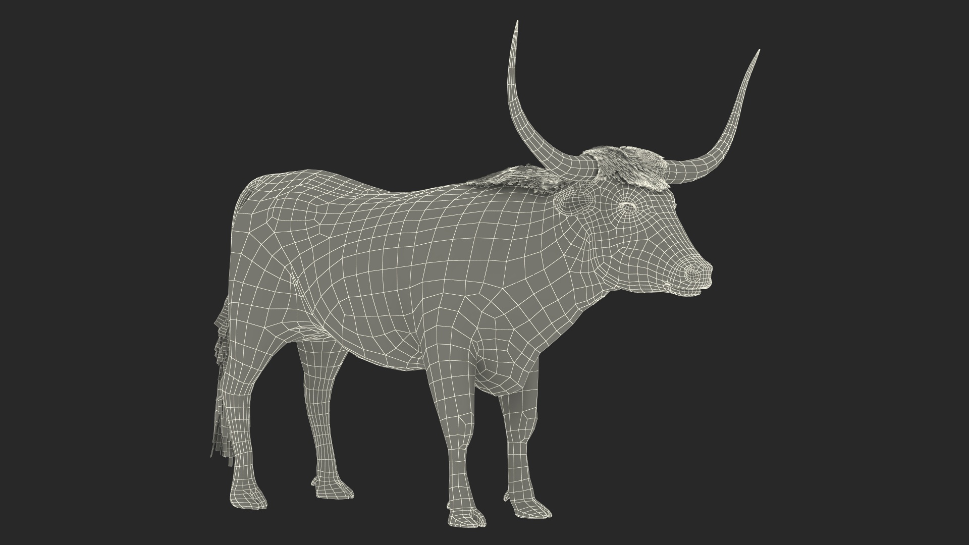 Texas Longhorn Mottled Brown Rigged for Cinema 4D 3D model