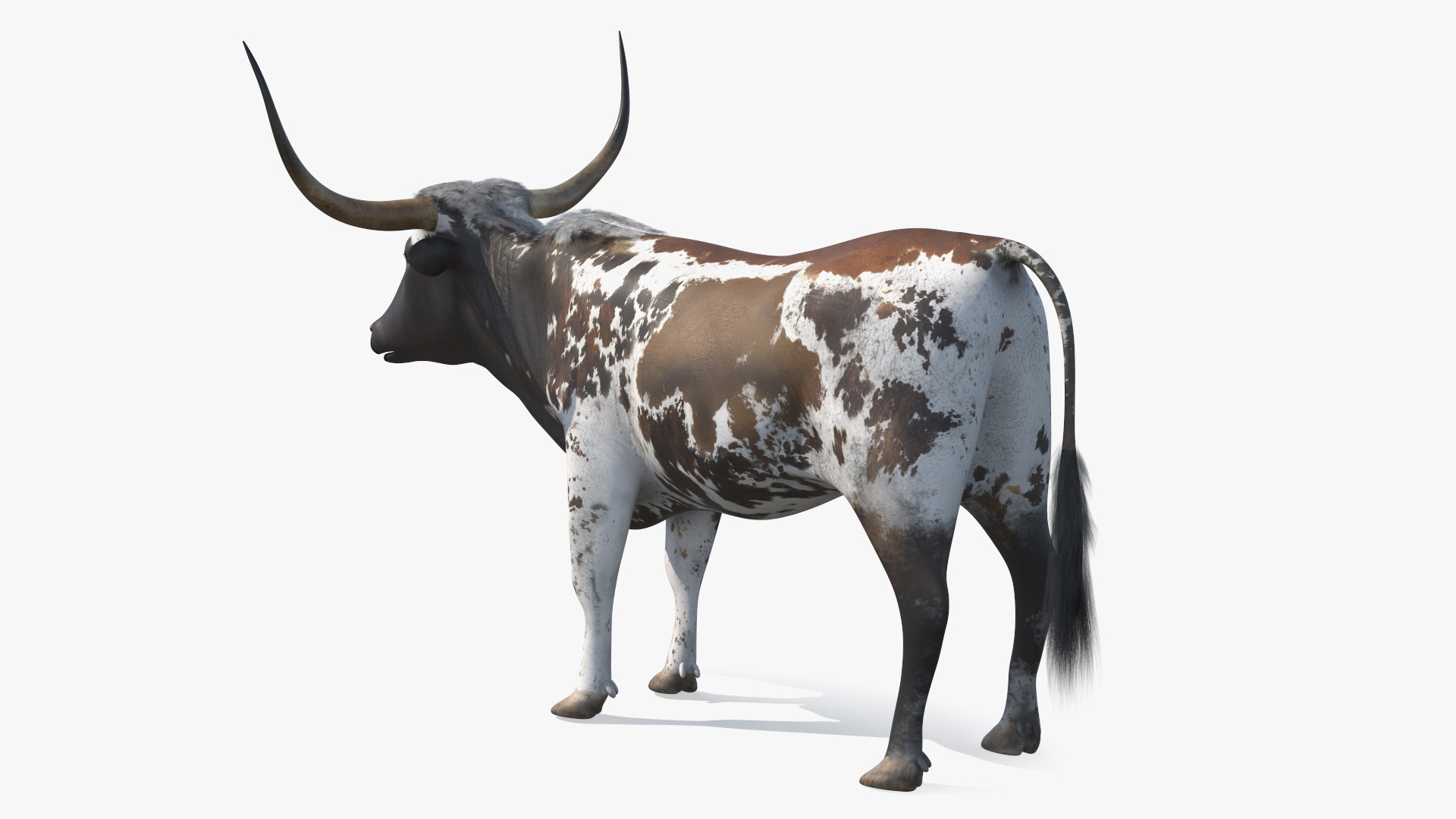 Texas Longhorn Mottled Brown Rigged for Cinema 4D 3D model